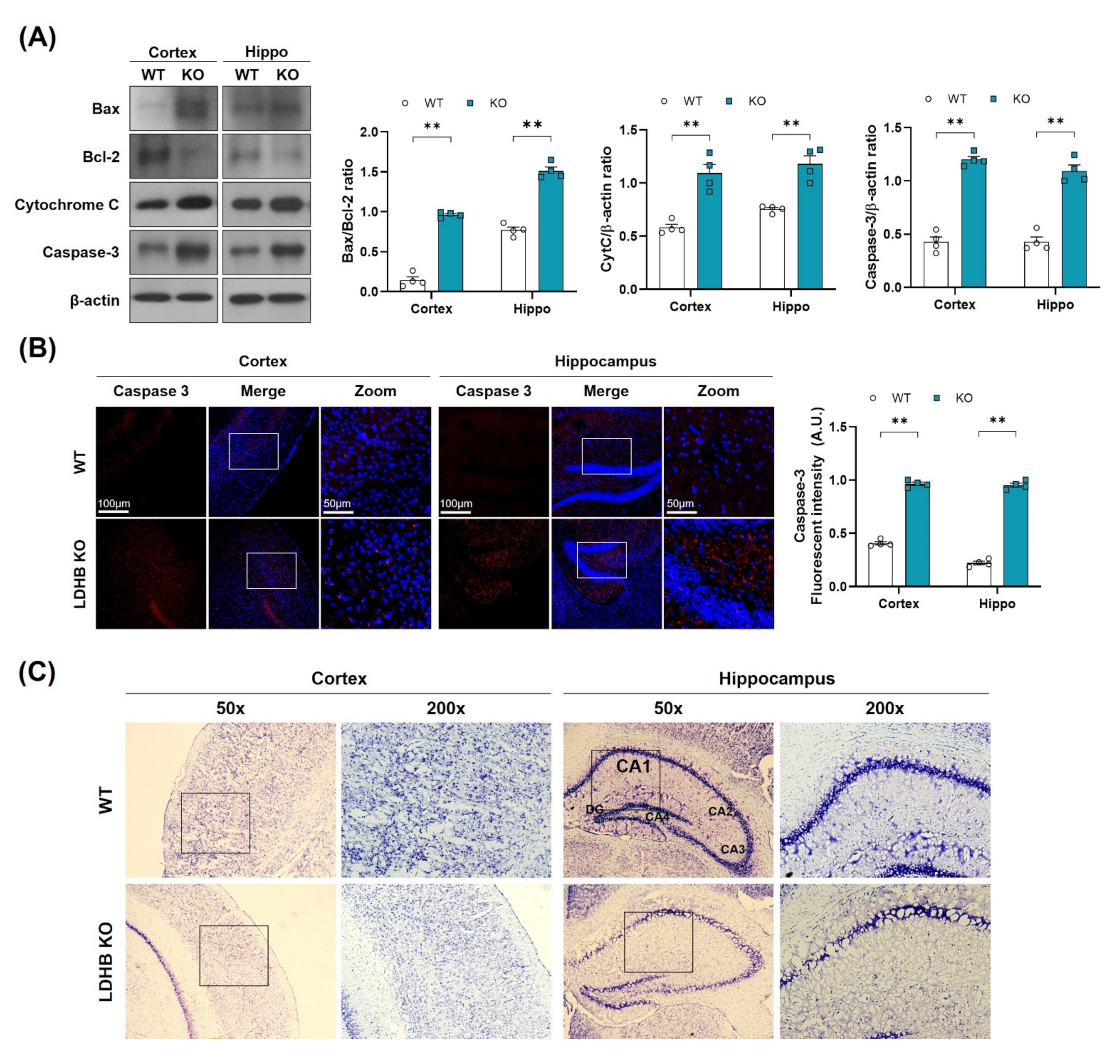 Antioxidants 11 00261 g003