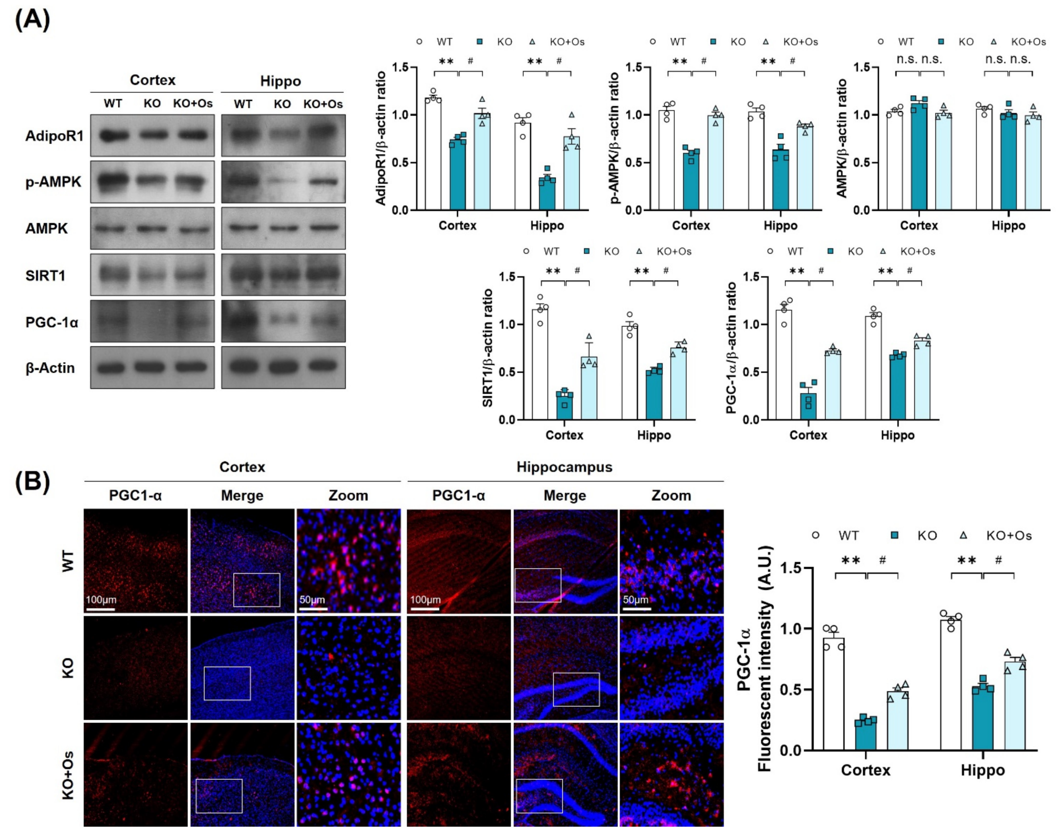 Antioxidants 11 00261 g004