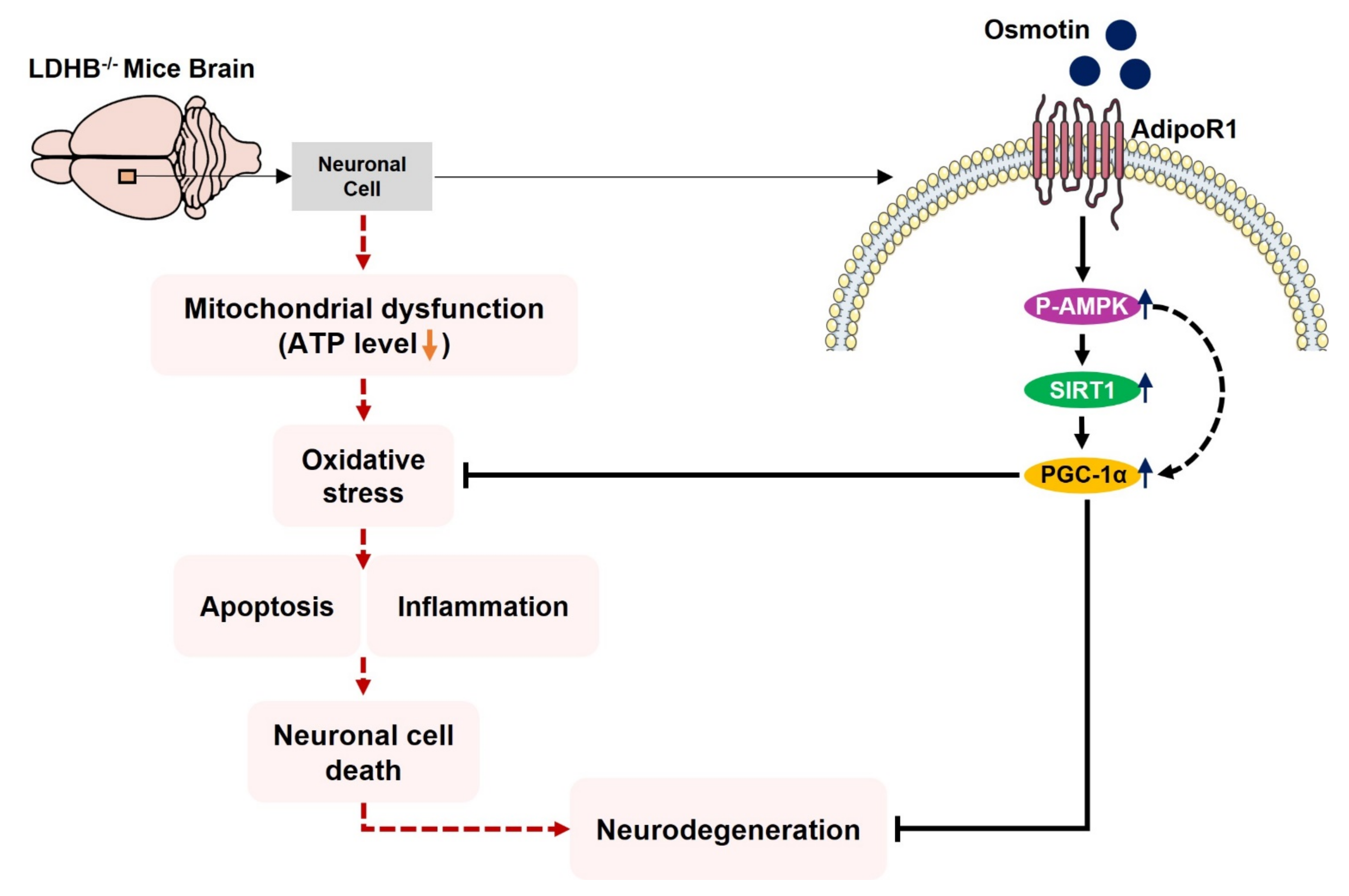 Antioxidants 11 00261 g008