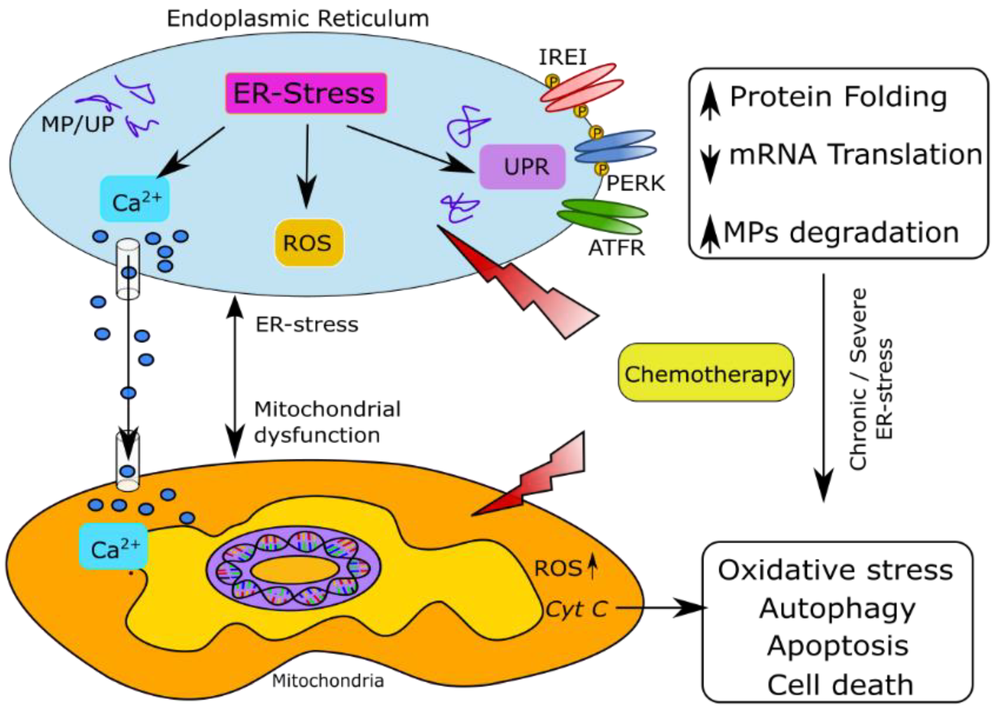 Antioxidants 11 00265 g001 Antioxidants 11 00265 g001