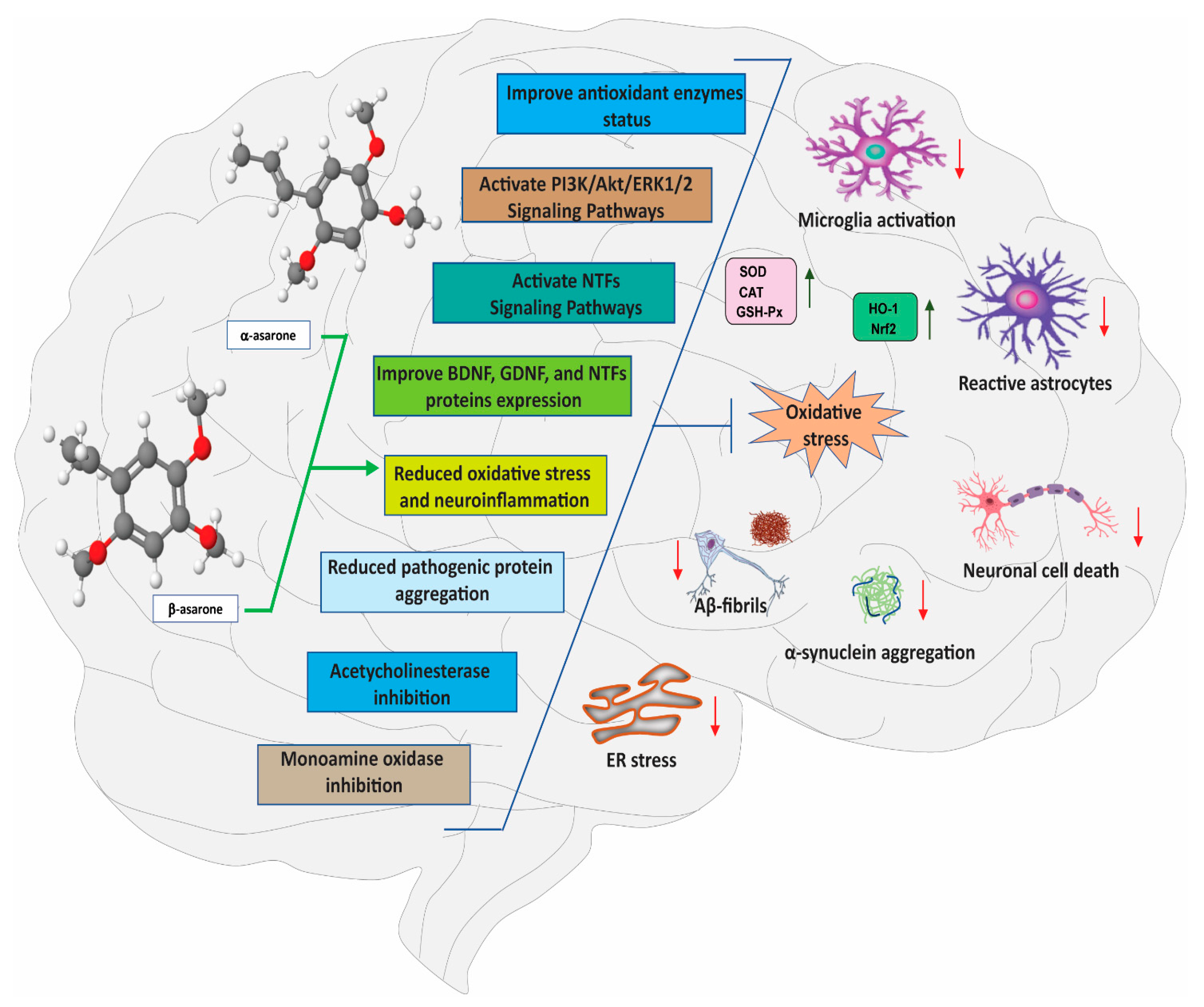 Antioxidants 11 00281 g001 Antioxidants 11 00281 g001