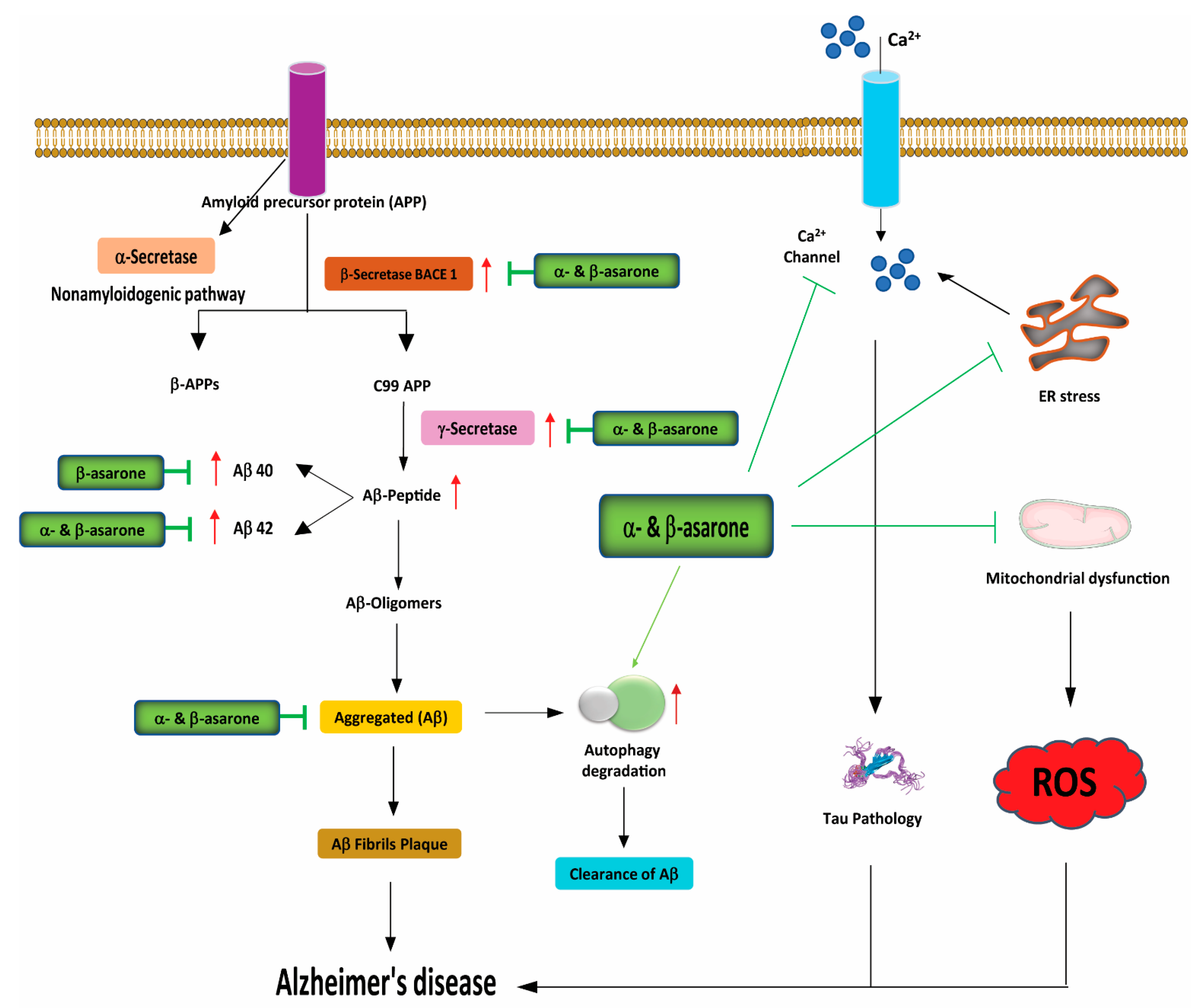 Antioxidants 11 00281 g003 Antioxidants 11 00281 g003