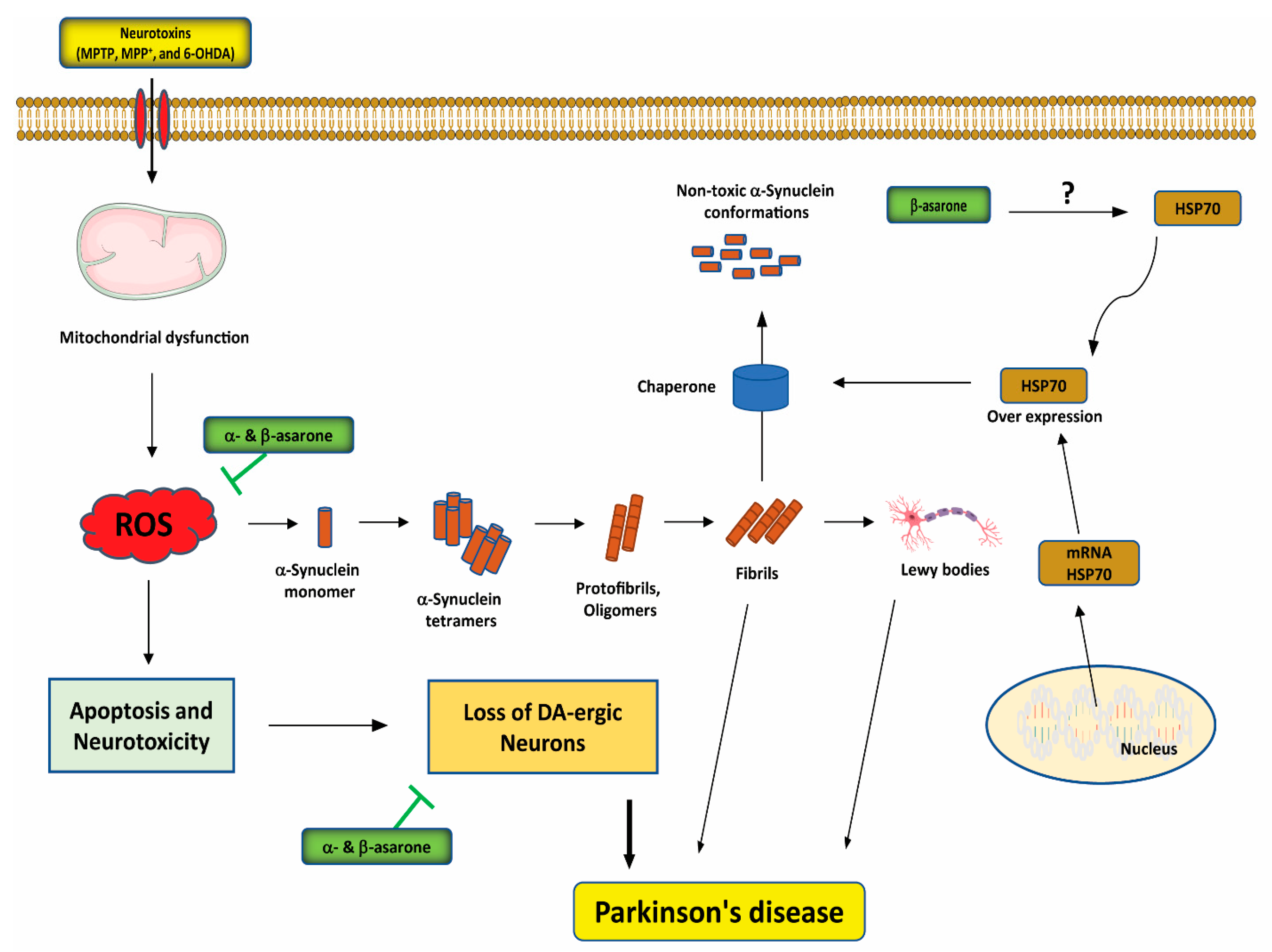 Antioxidants 11 00281 g004 Antioxidants 11 00281 g004