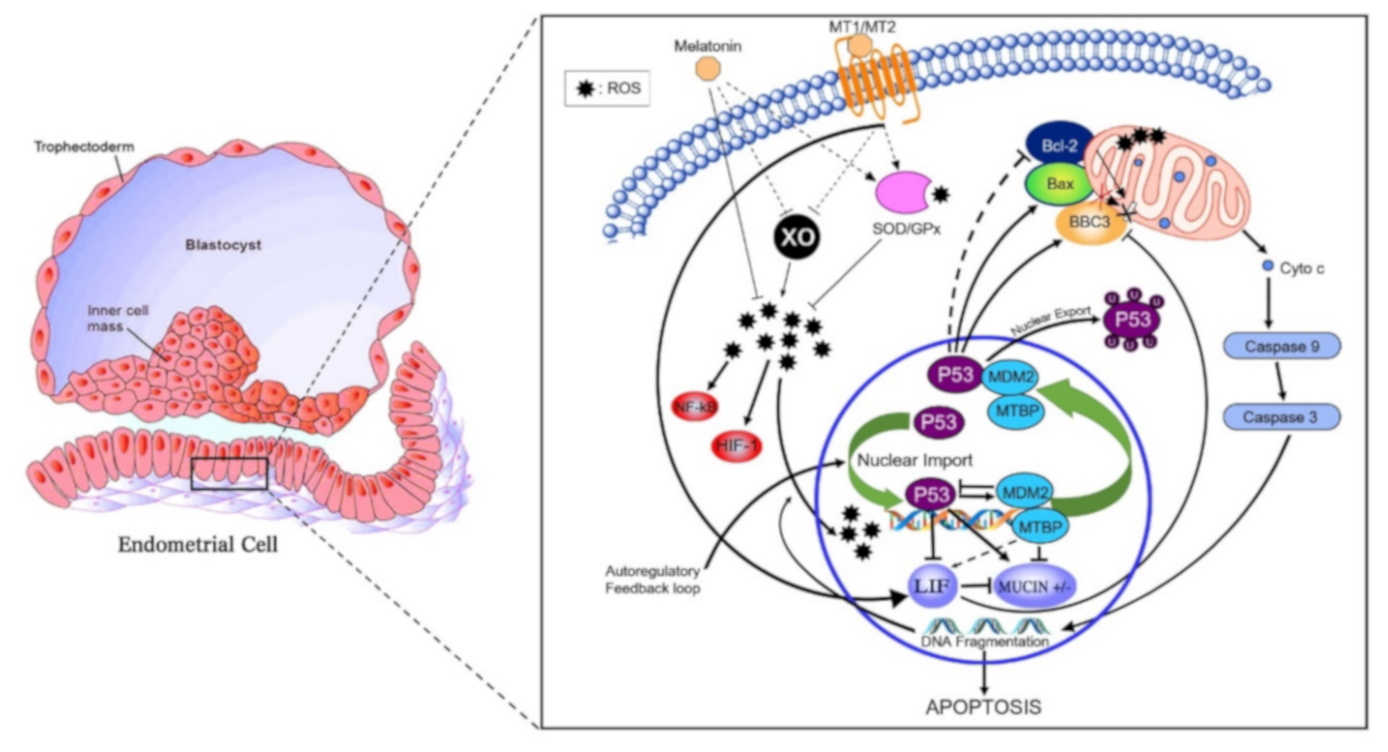 Antioxidants 11 00292 g005