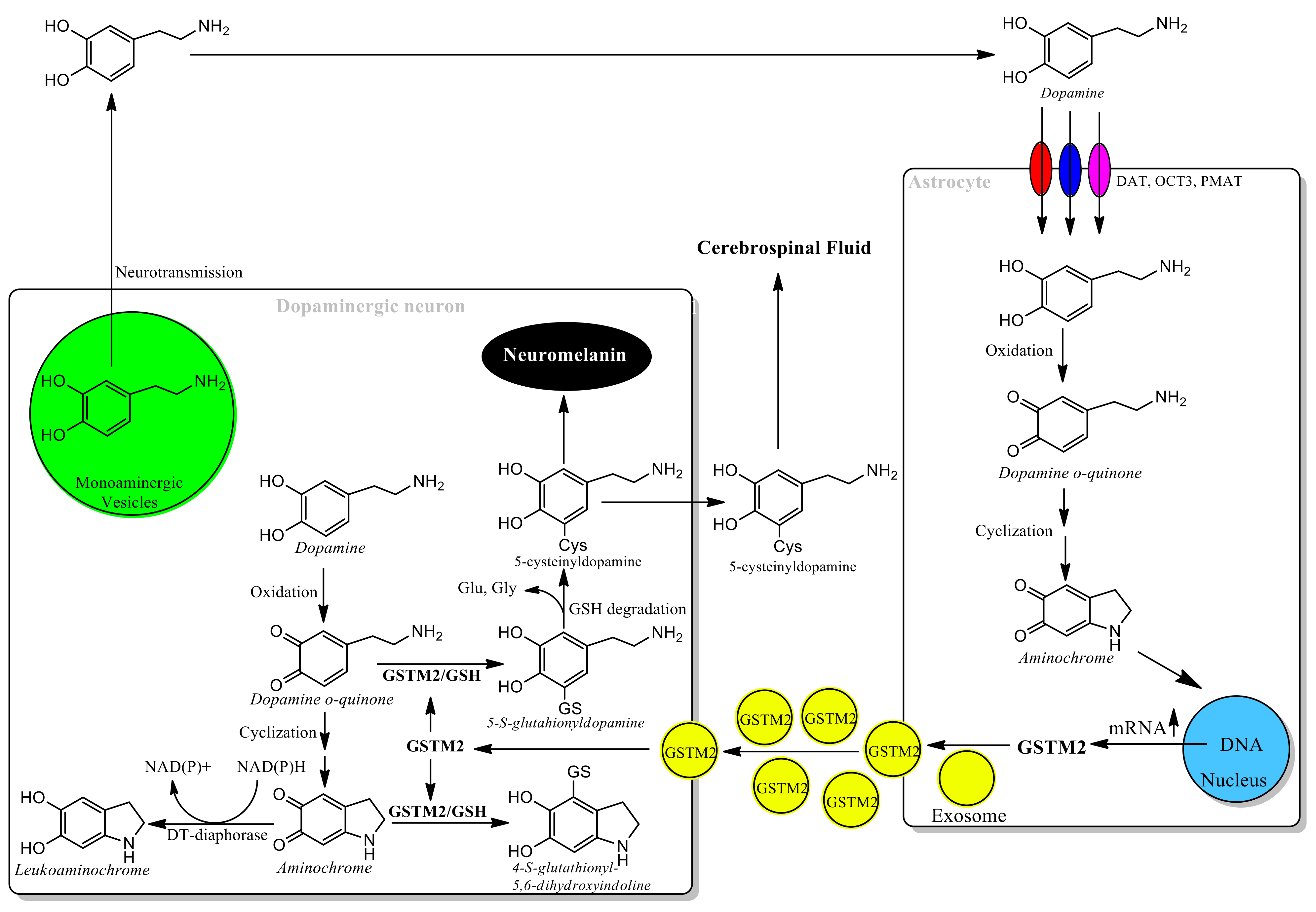 Antioxidants 11 00296 g005