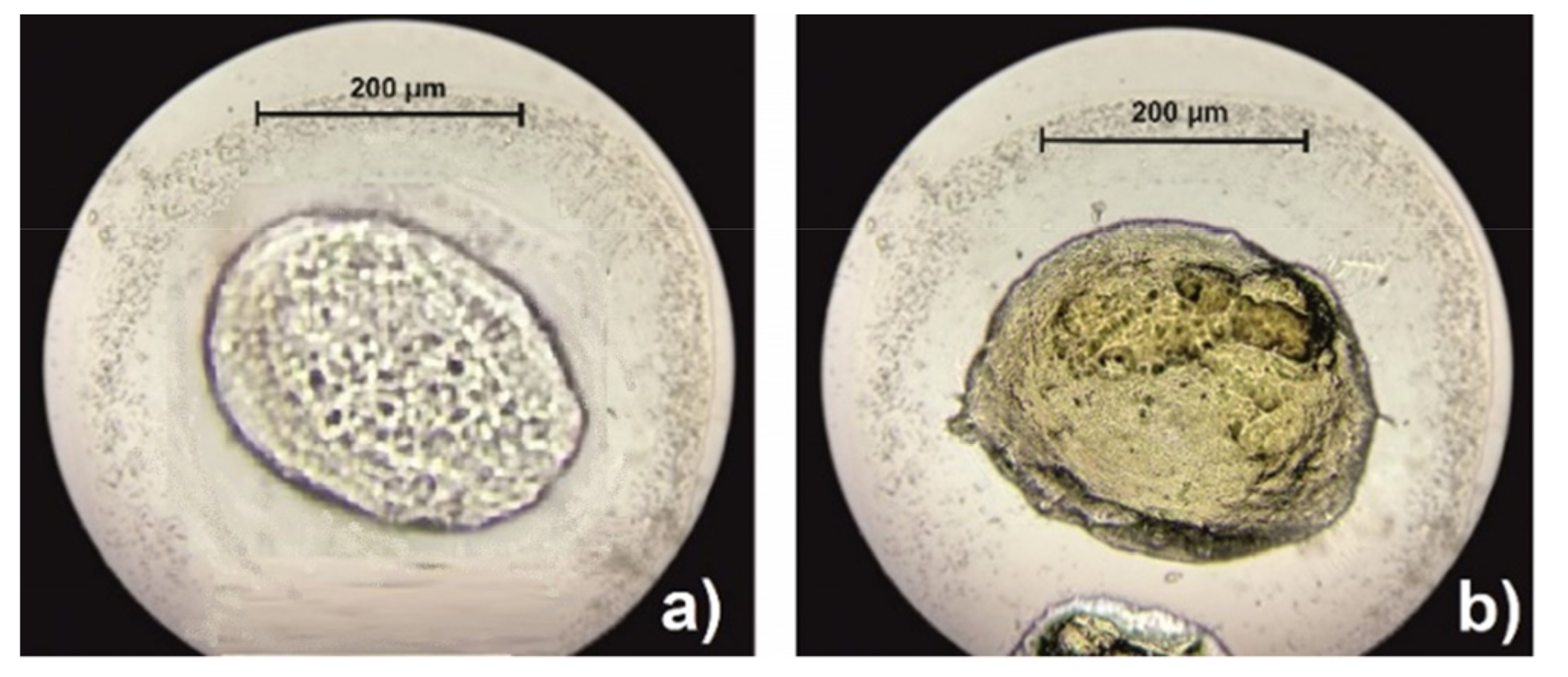 Antioxidants 11 00297 g003