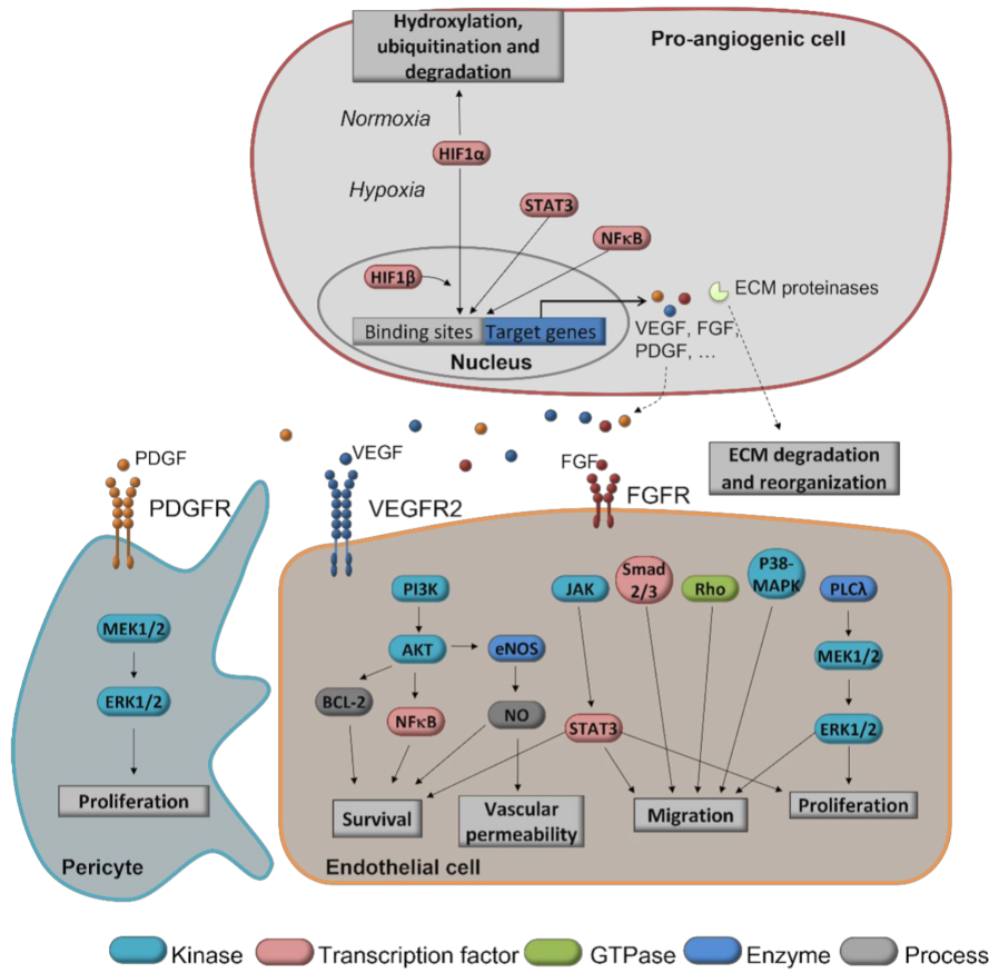 Antioxidants 11 00302 g004