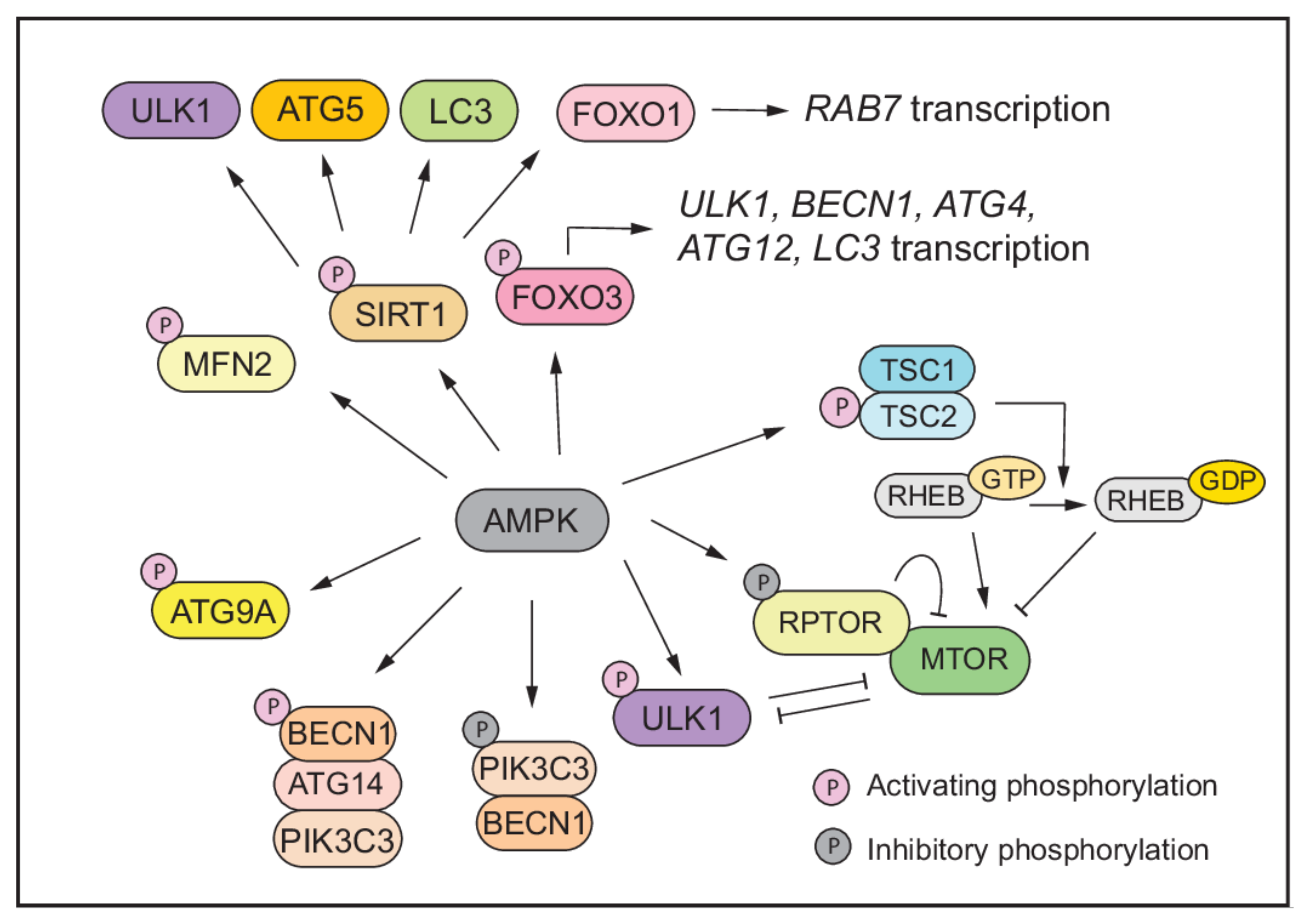 Antioxidants 11 00304 g003
