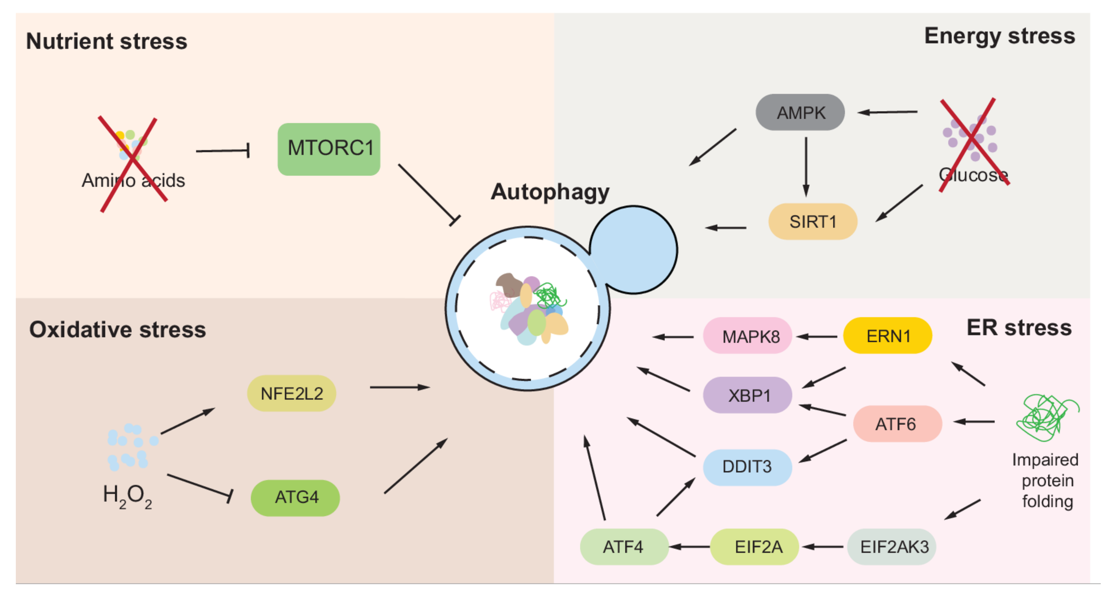 Antioxidants 11 00304 g005
