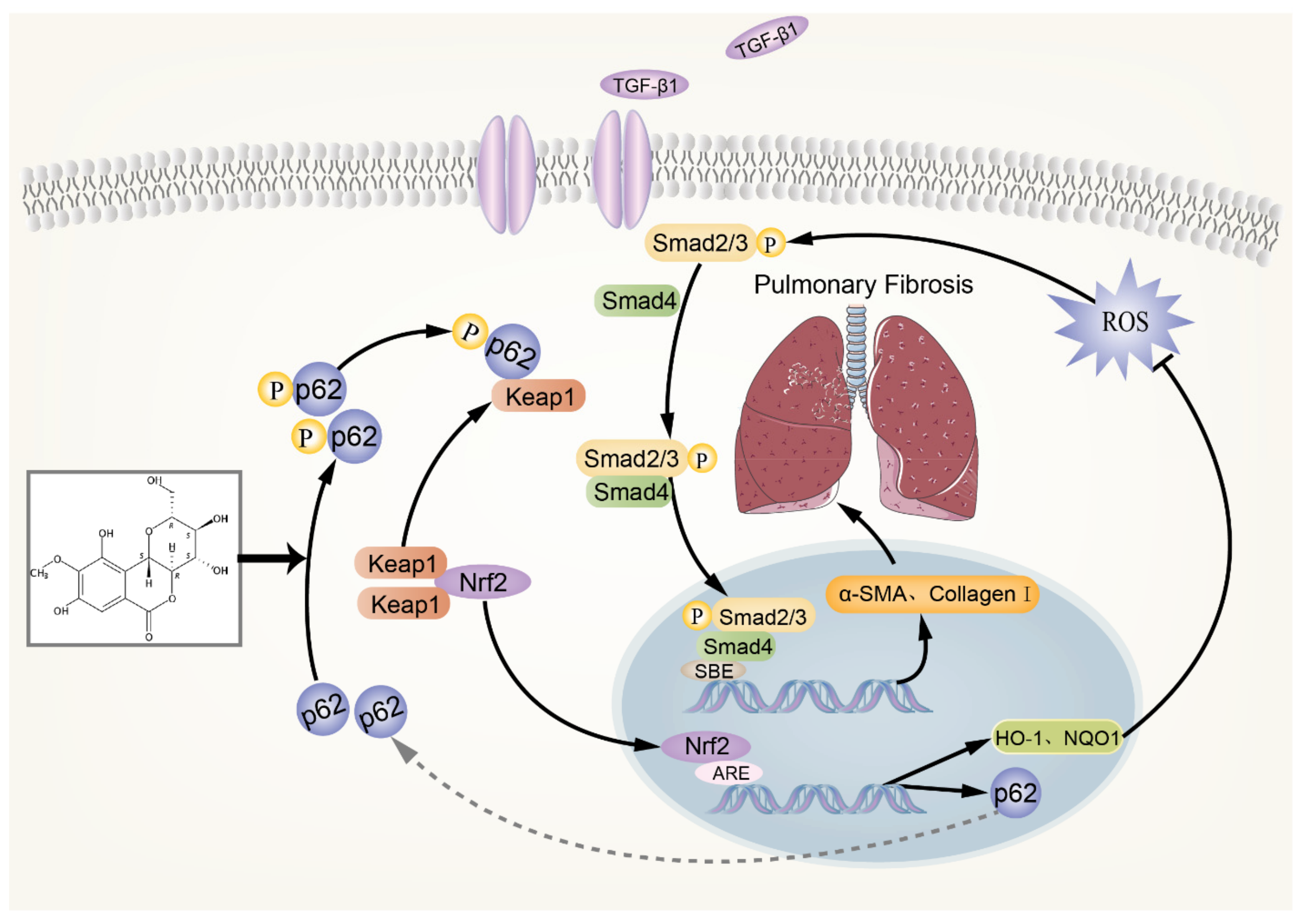 Antioxidants 11 00307 g007