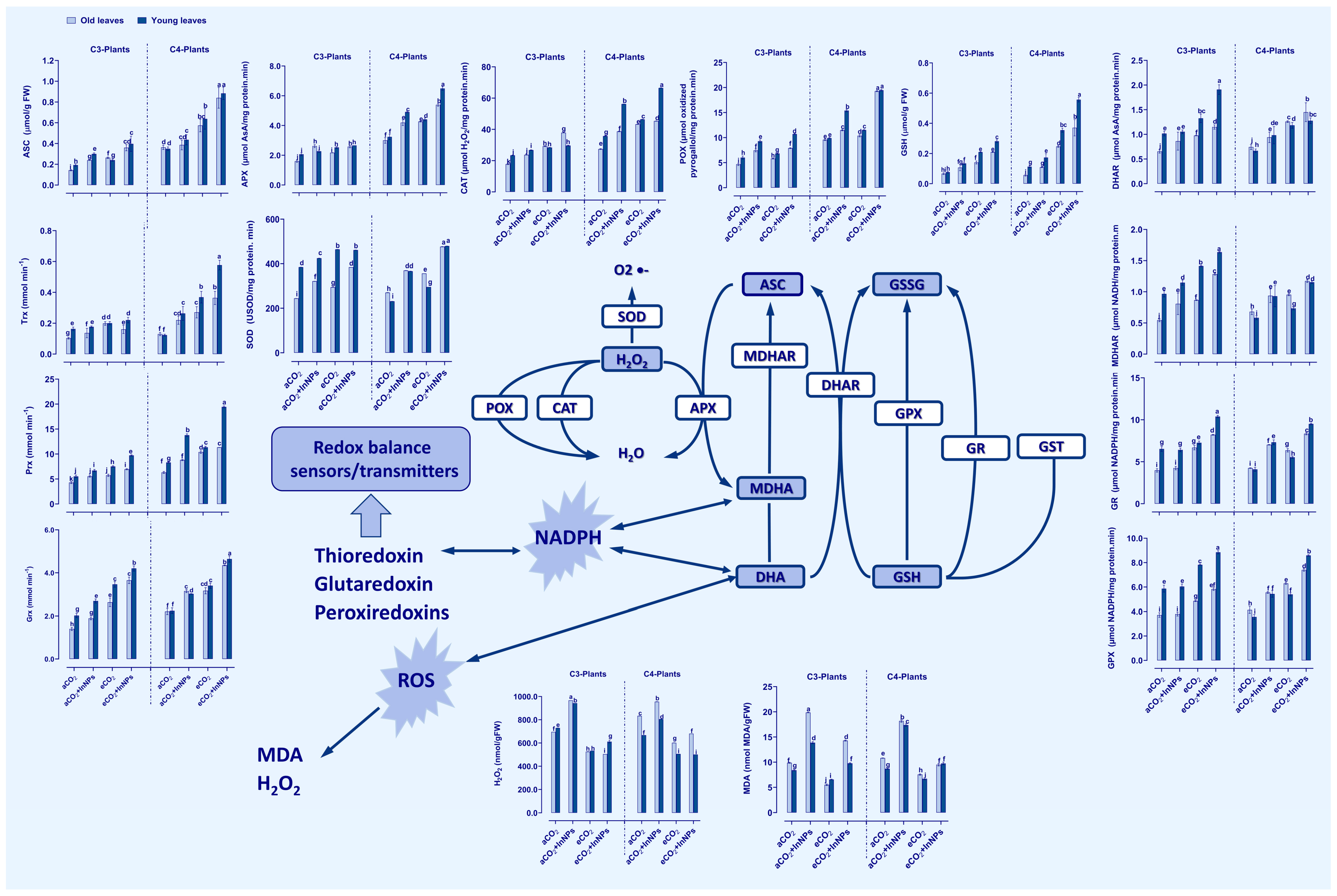 Antioxidants 11 00308 g003