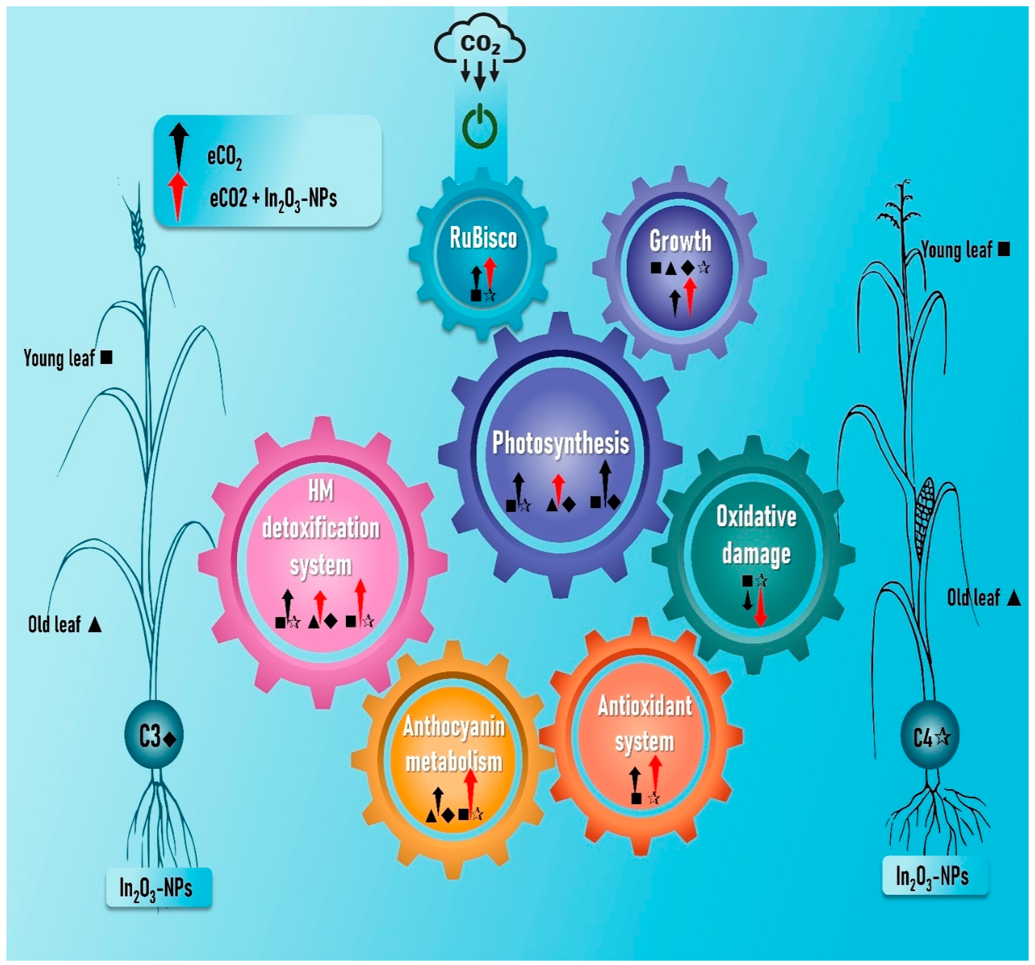 Antioxidants 11 00308 g007
