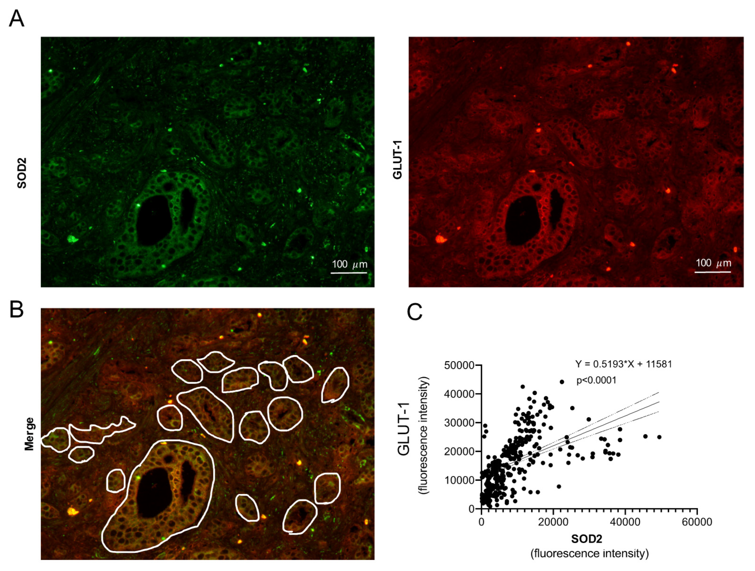 Antioxidants 11 00313 g005