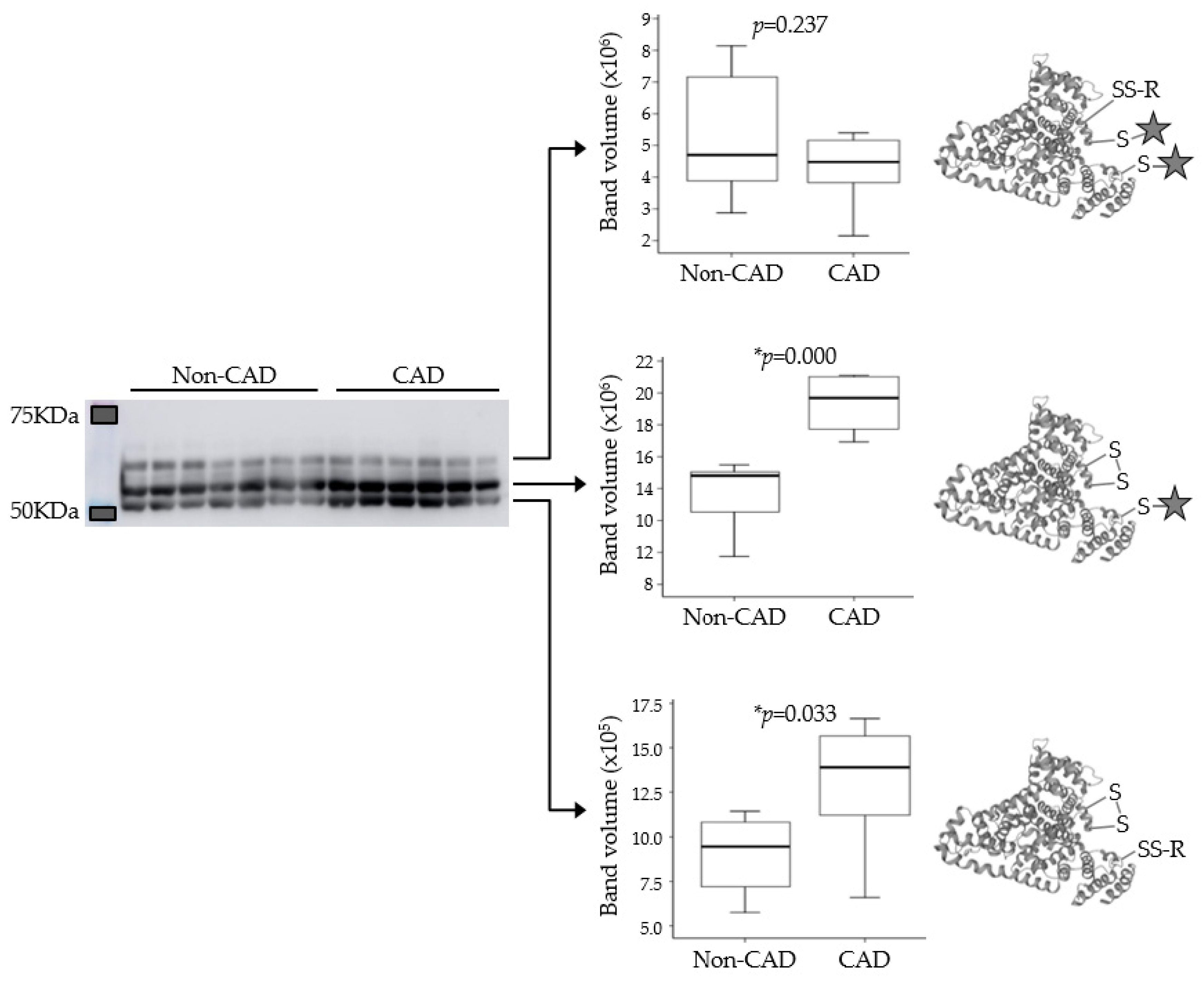 Antioxidants 11 00317 g004