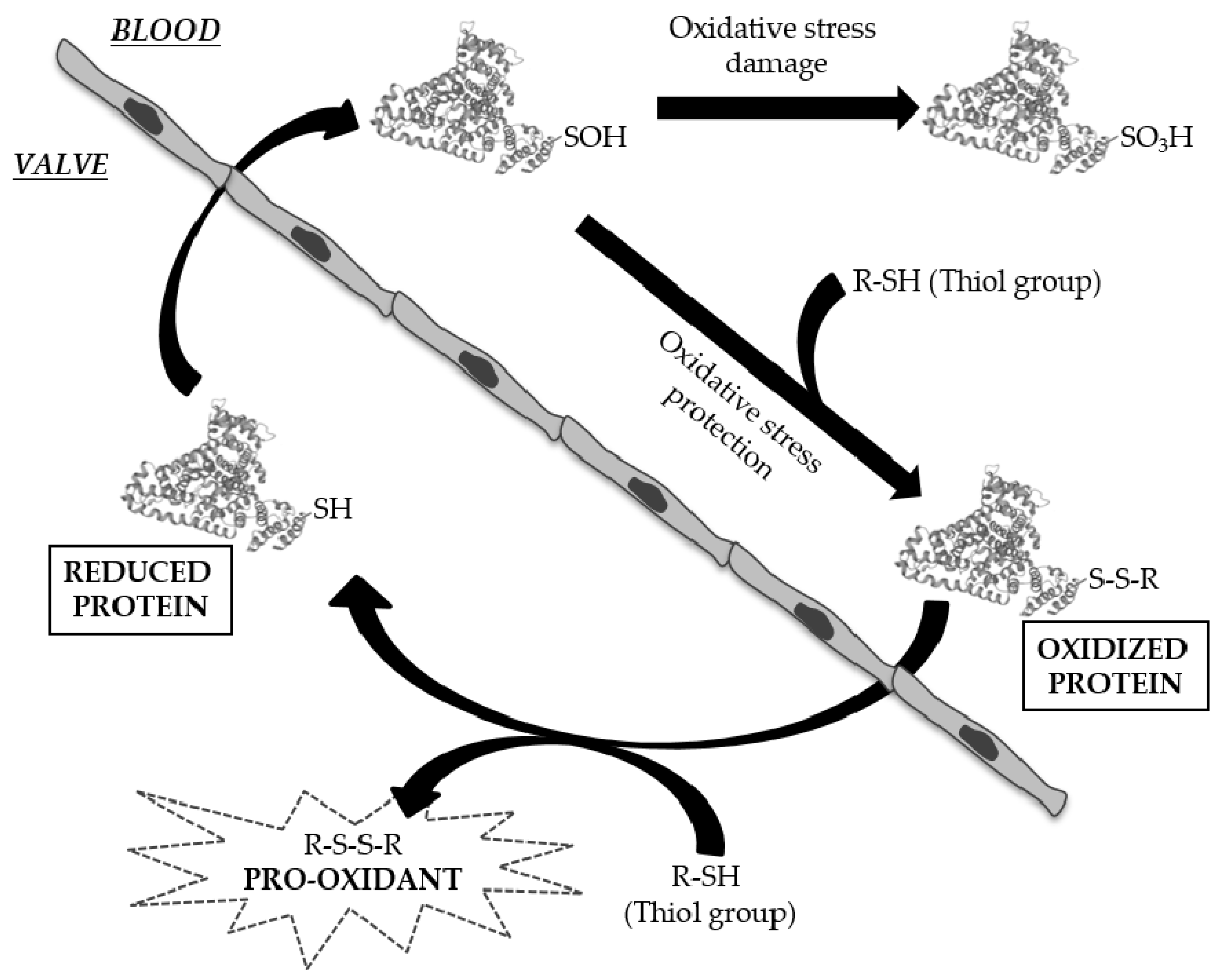 Antioxidants 11 00317 g005