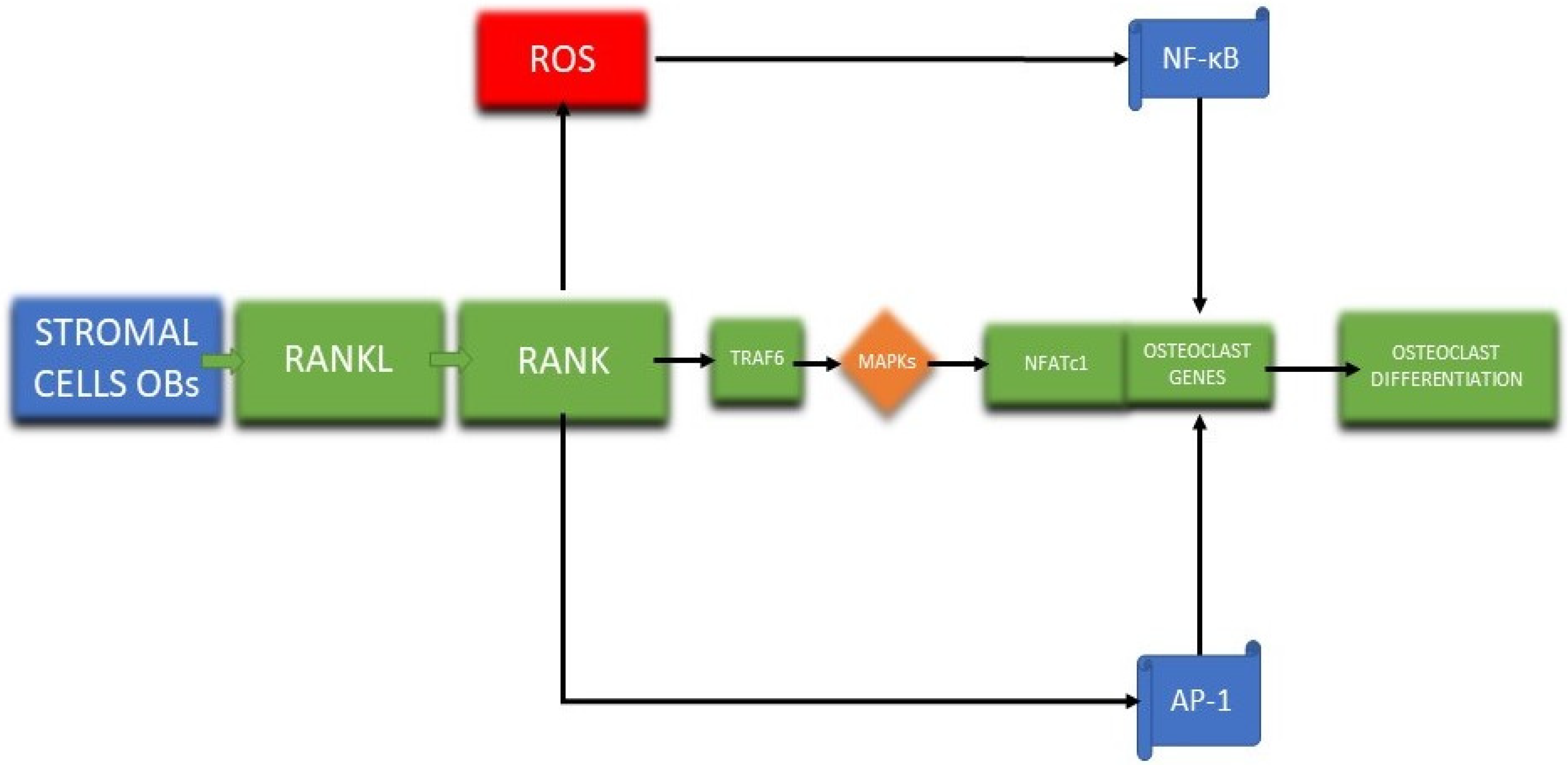 Antioxidants 11 00318 g004