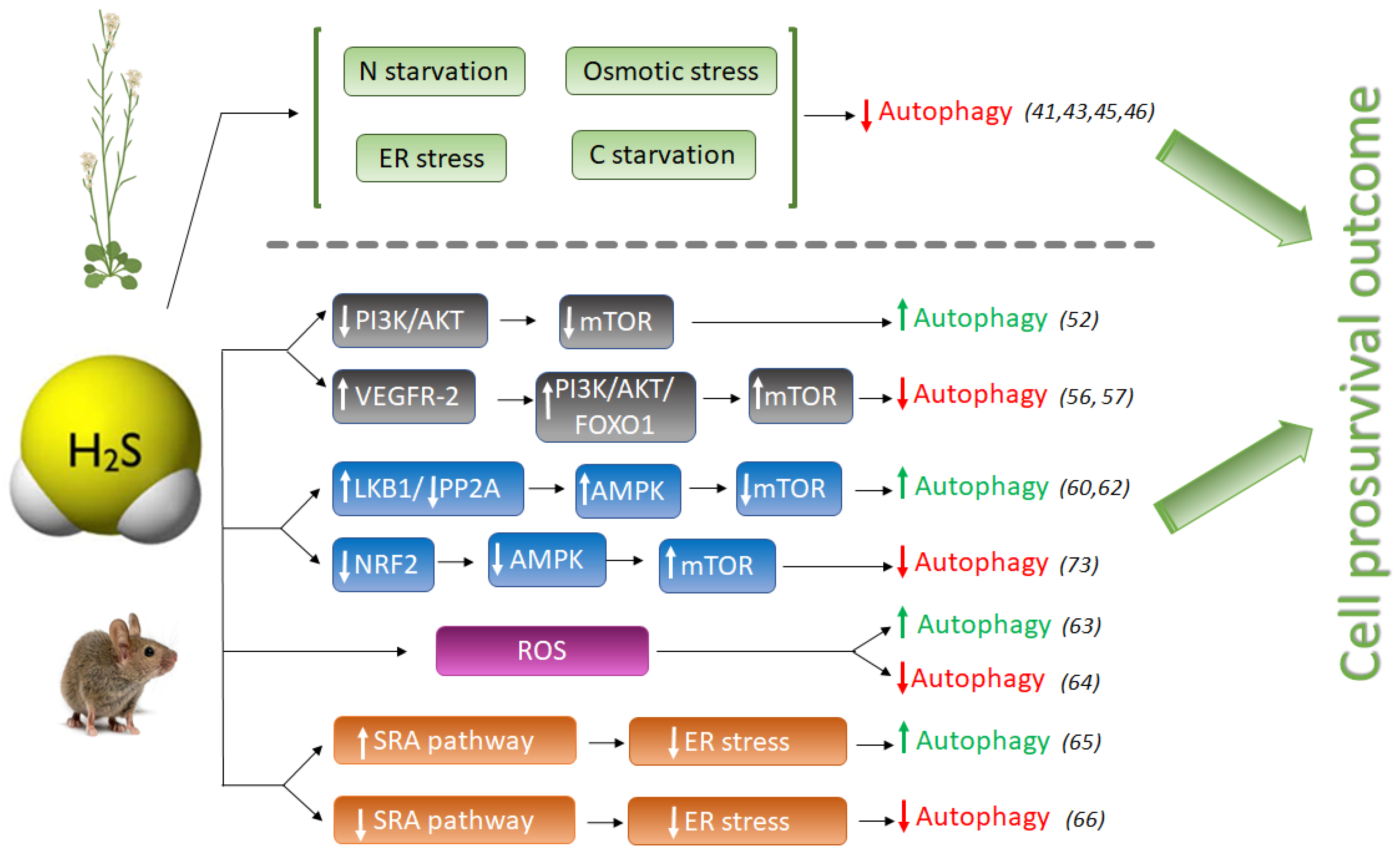 Antioxidants 11 00327 g001
