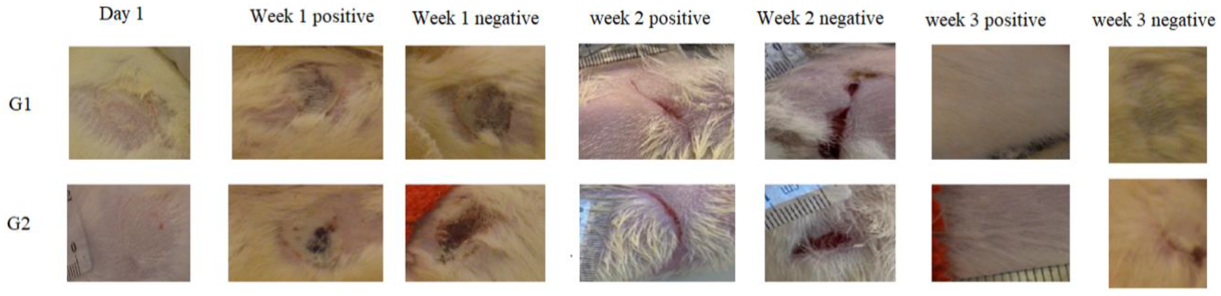 Antioxidants 11 00332 g003 Antioxidants 11 00332 g003