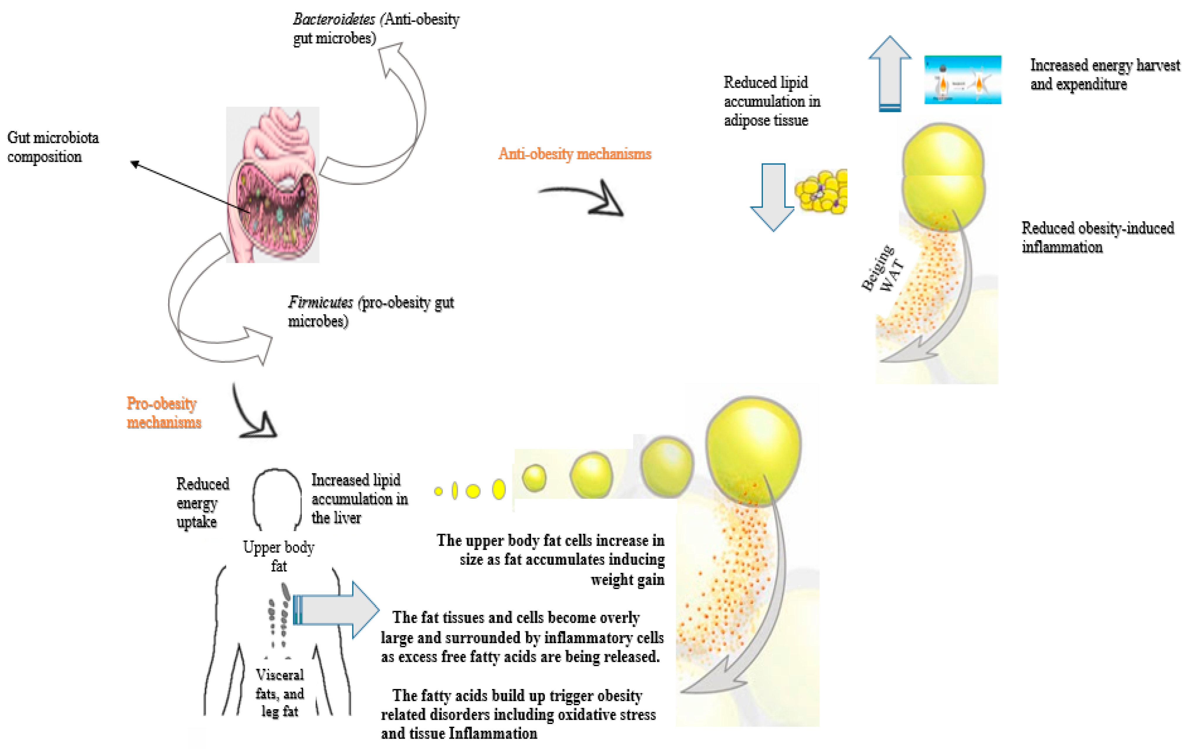 Antioxidants 11 00333 g001