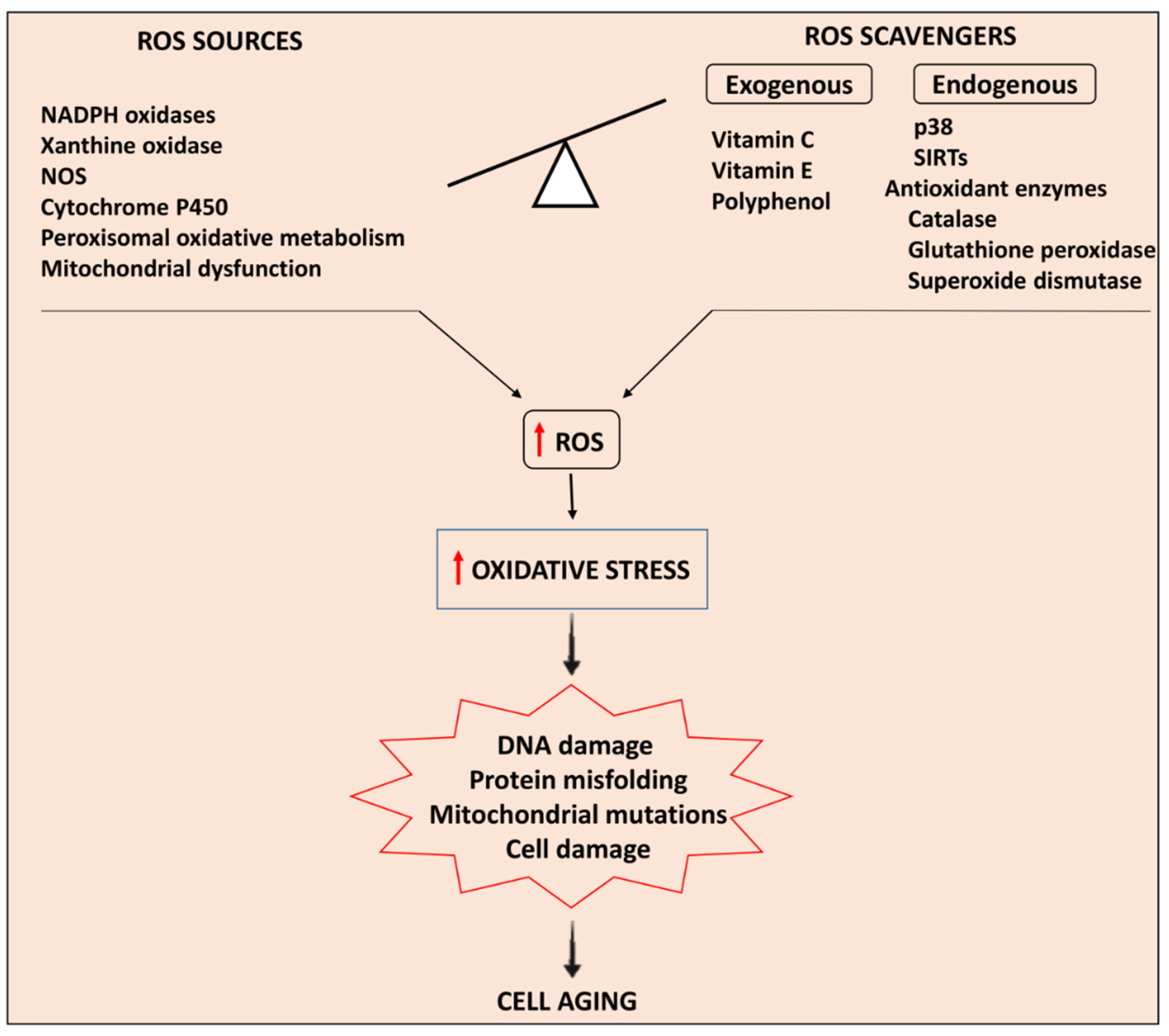 Antioxidants 11 00336 g001 Antioxidants 11 00336 g001