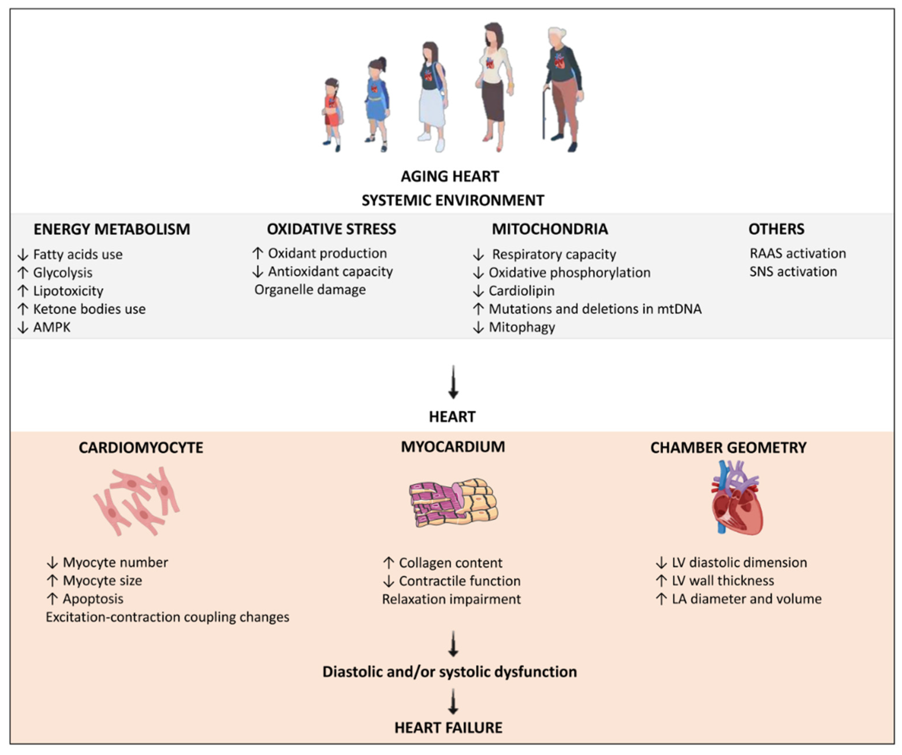 Antioxidants 11 00336 g002 Antioxidants 11 00336 g002