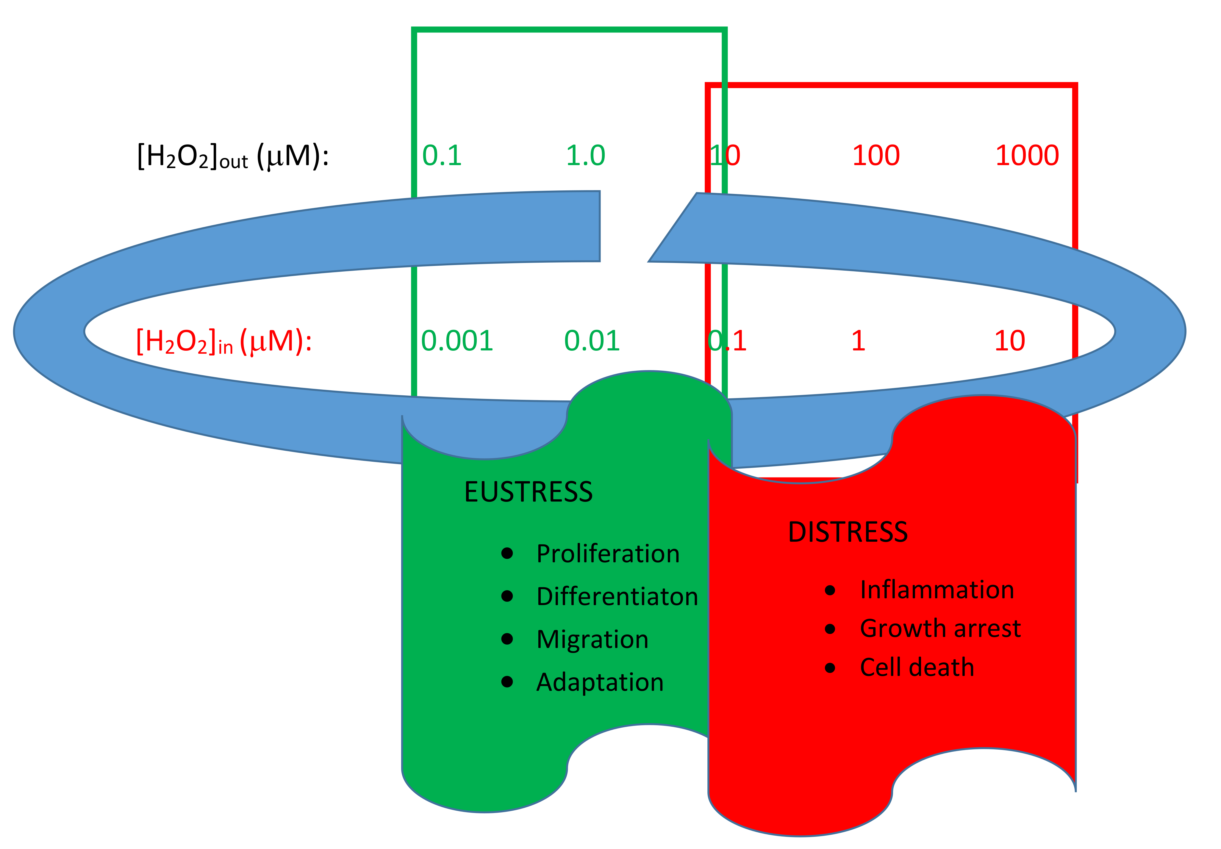 Antioxidants 11 00342 g001