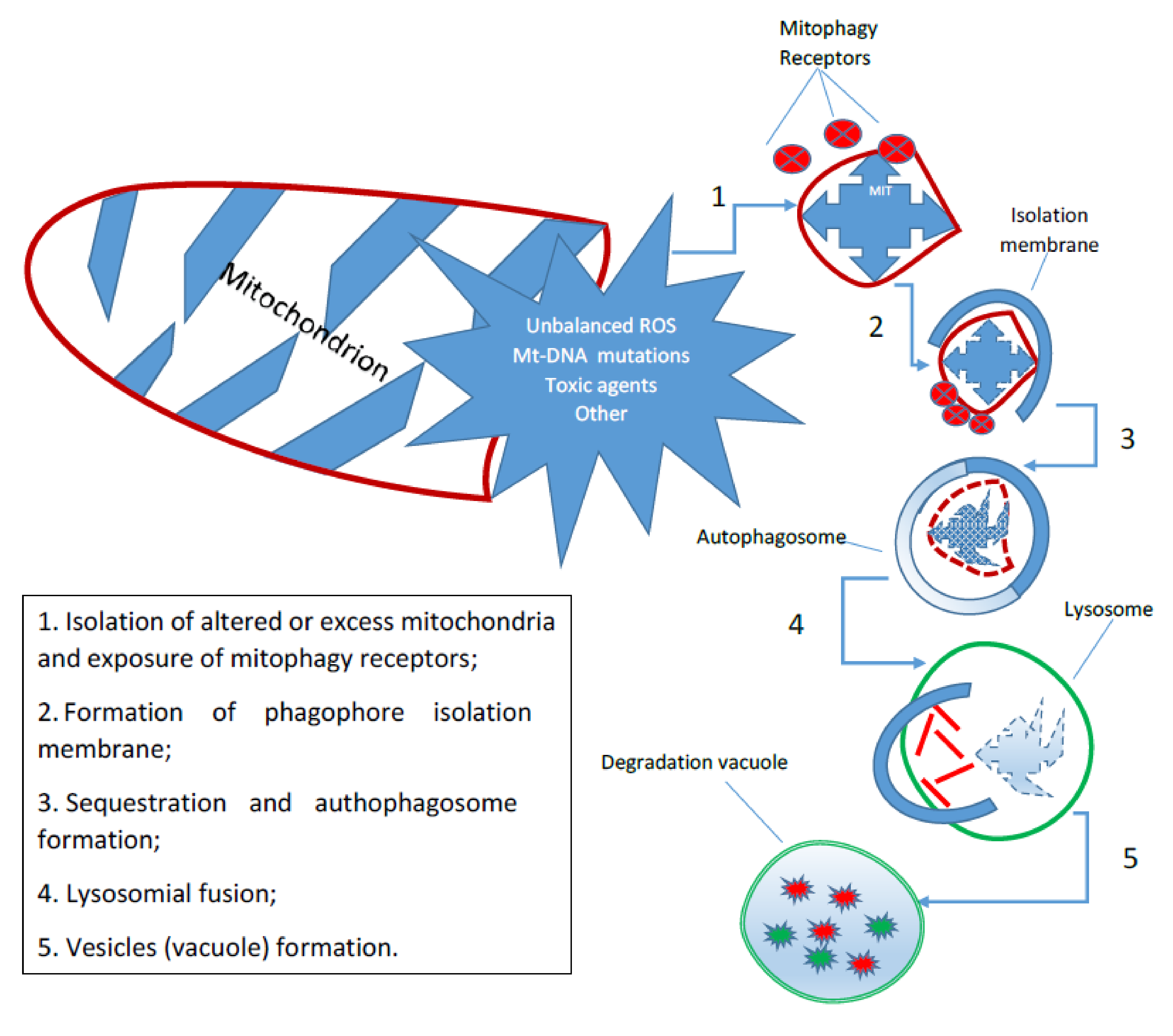 Antioxidants 11 00342 g002
