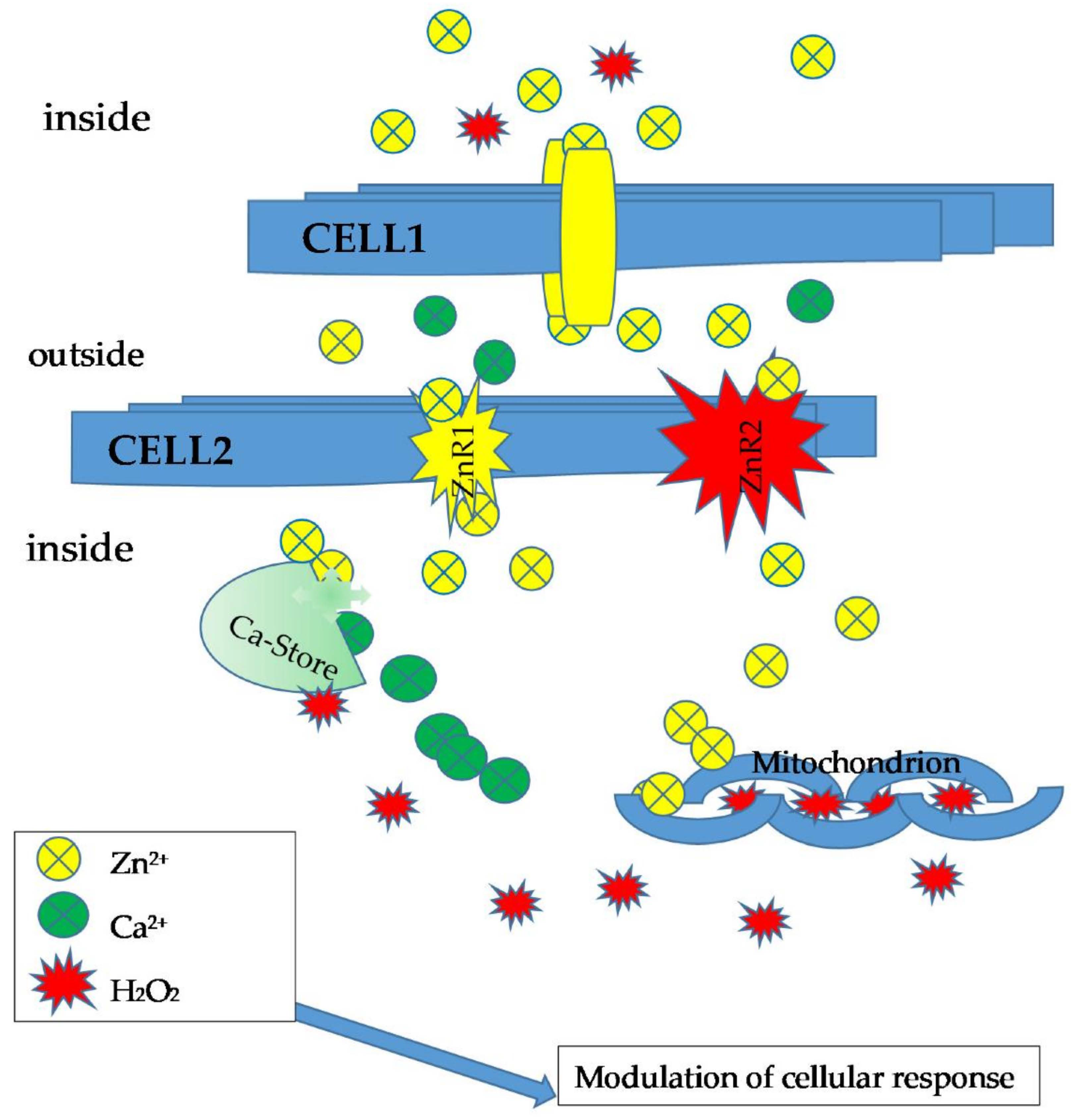 Antioxidants 11 00342 g004