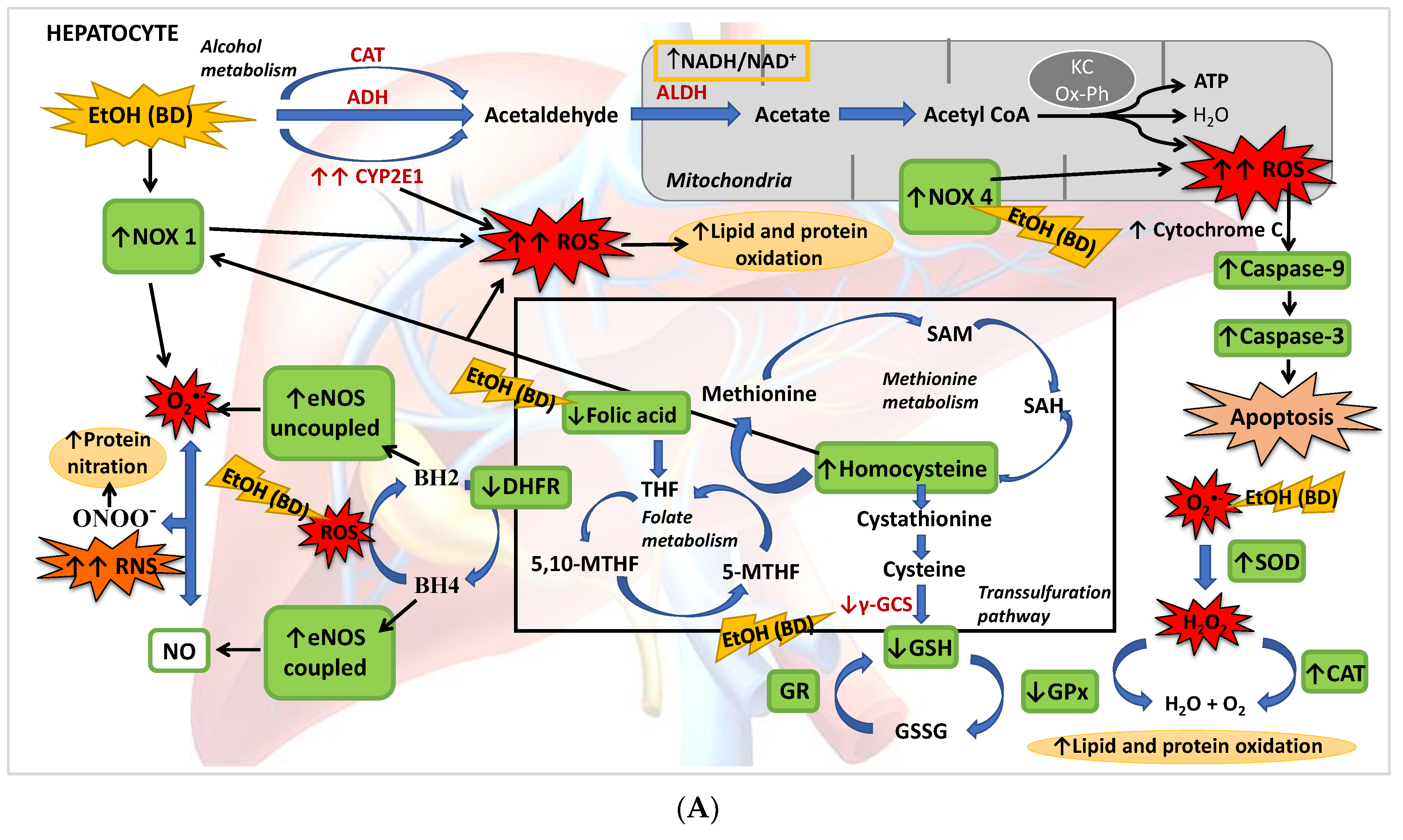 Antioxidants 11 00362 g008a