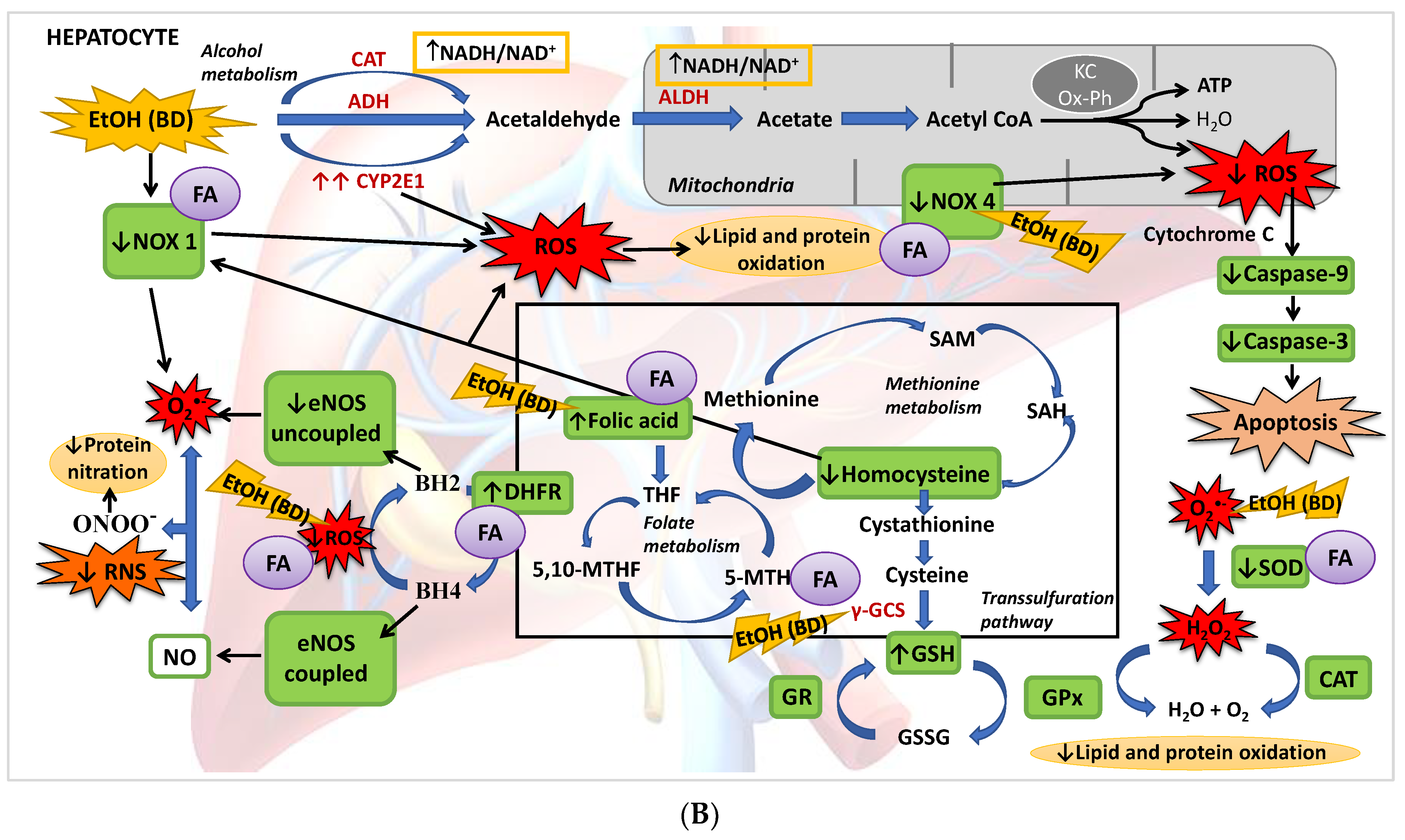 Antioxidants 11 00362 g008b