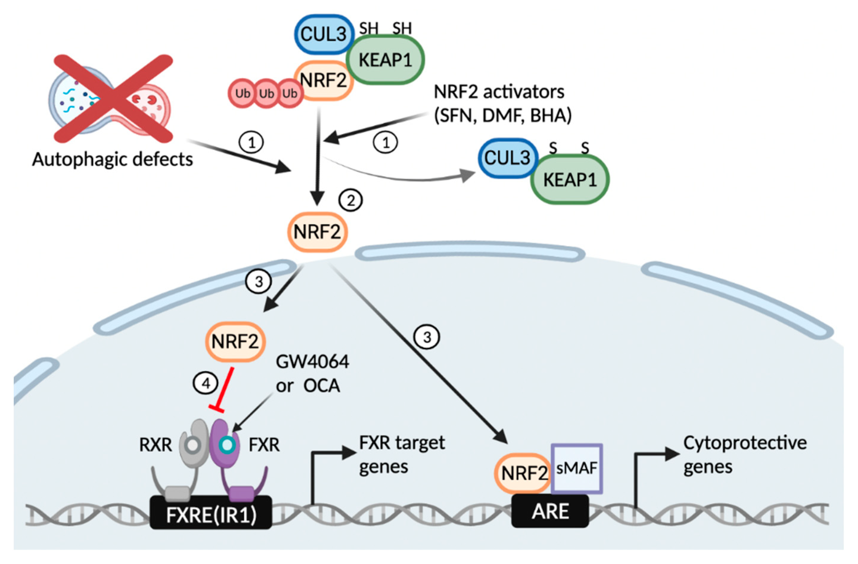 Antioxidants 11 00370 g006