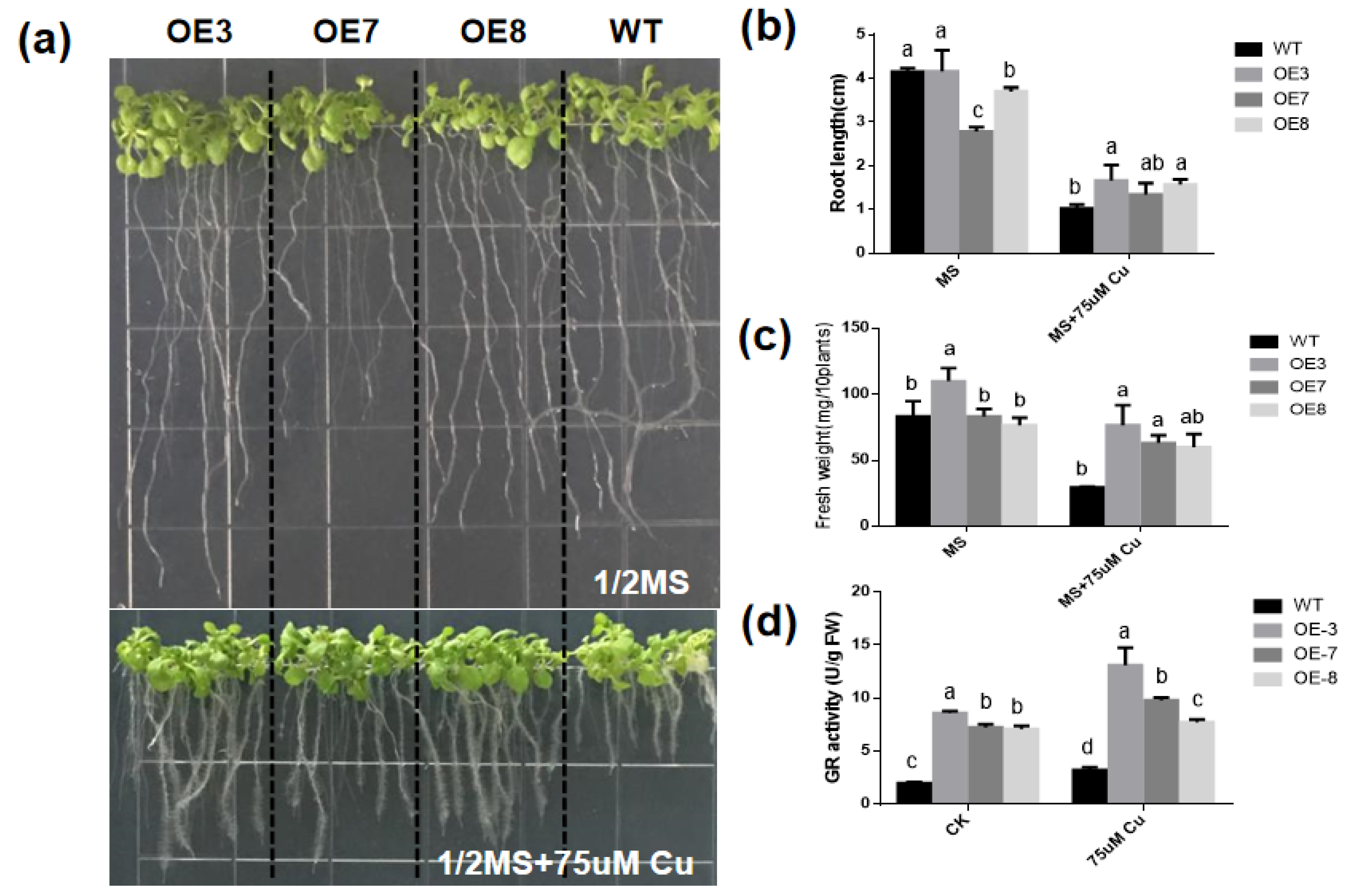 Antioxidants 11 00389 g005