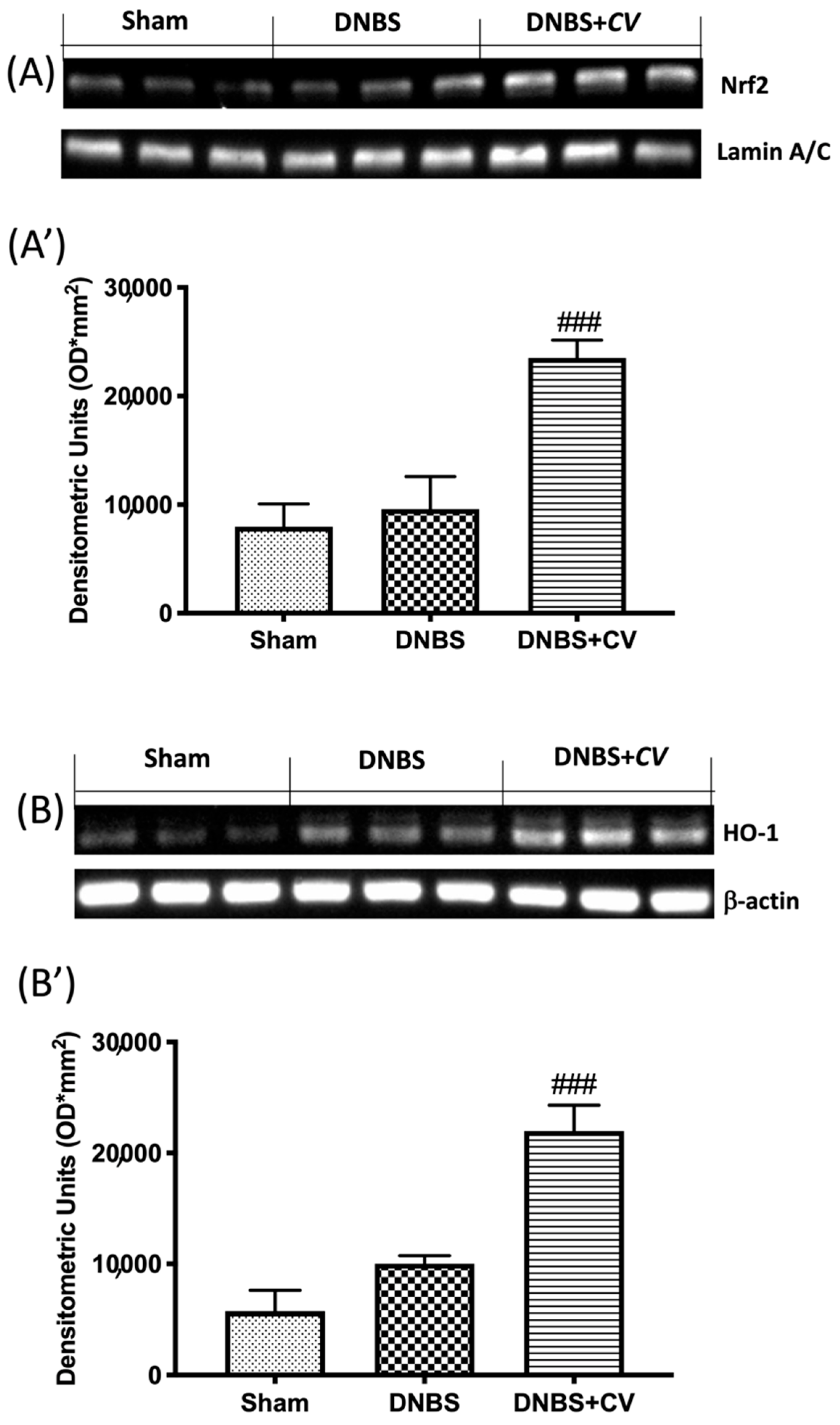 Antioxidants 11 00406 g008