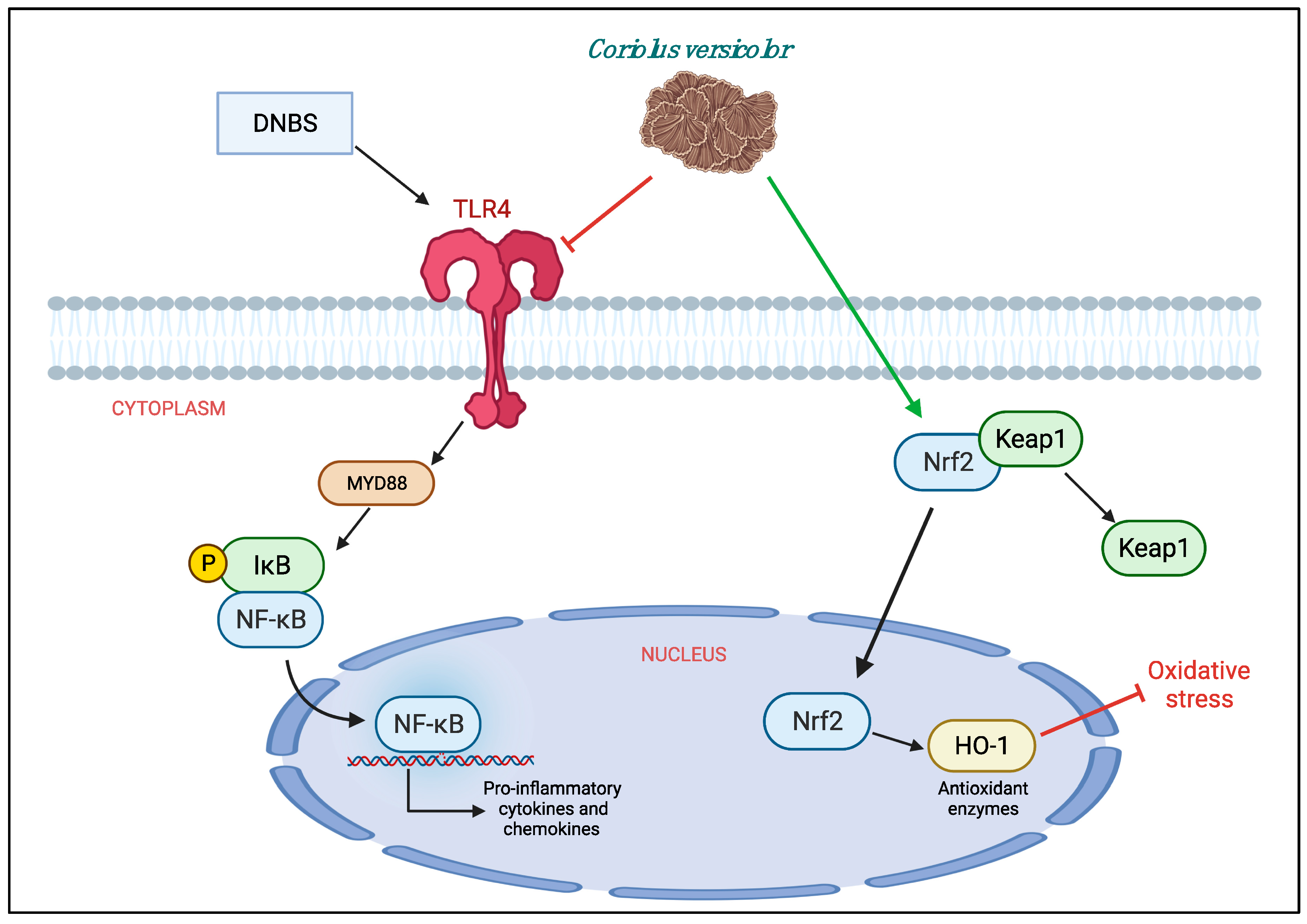 Antioxidants 11 00406 g009