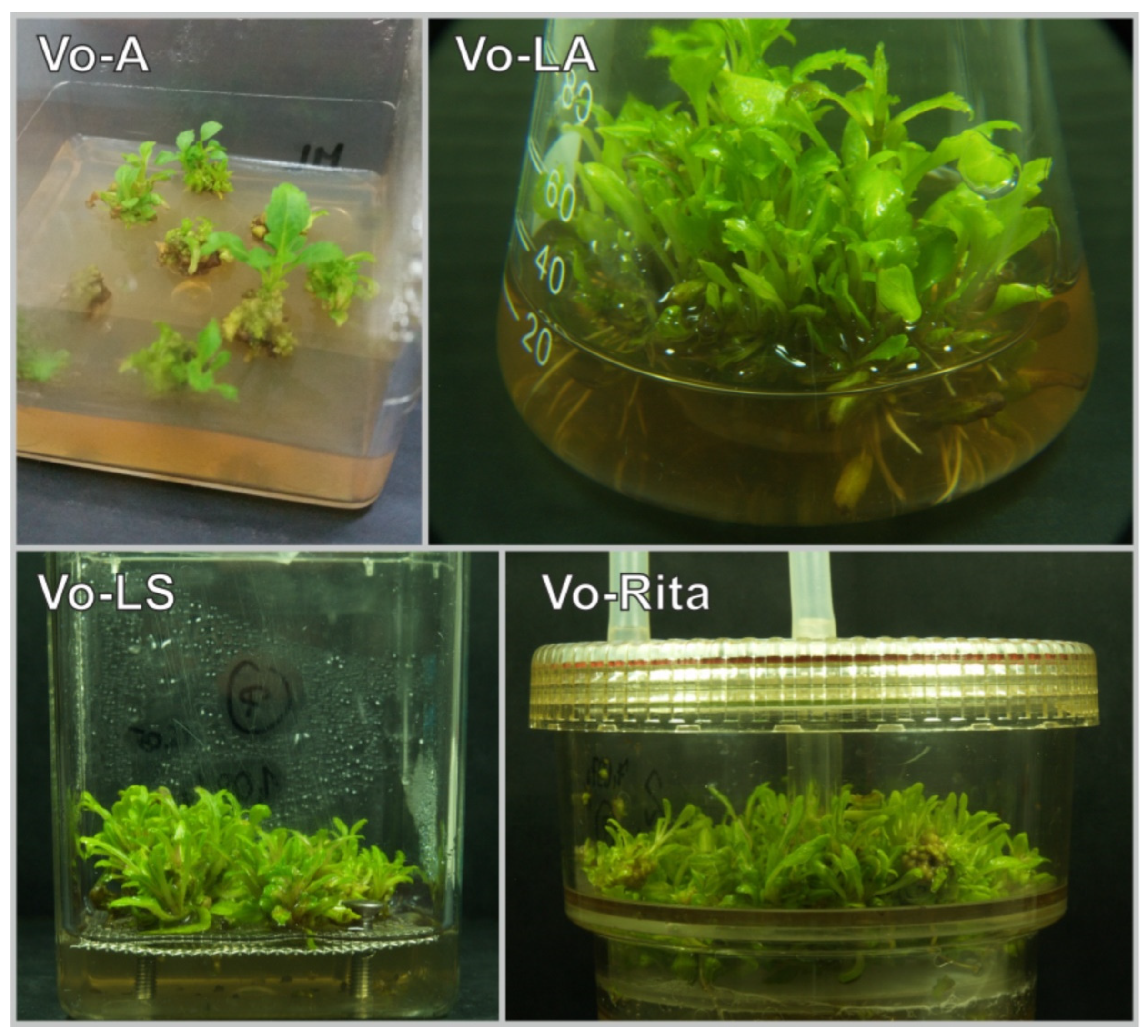 Antioxidants 11 00409 g001 Antioxidants 11 00409 g001