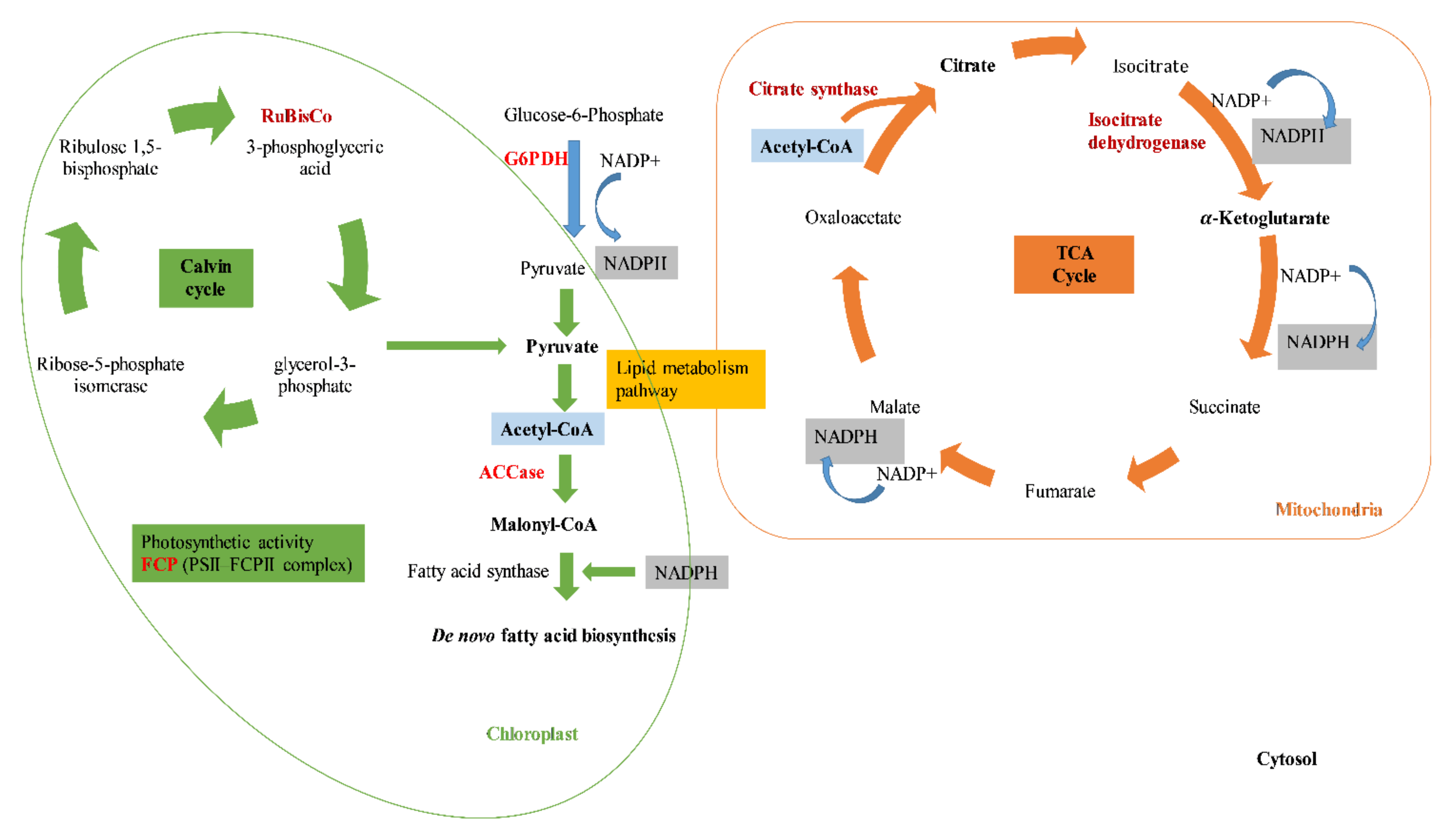 Antioxidants 11 00411 g001