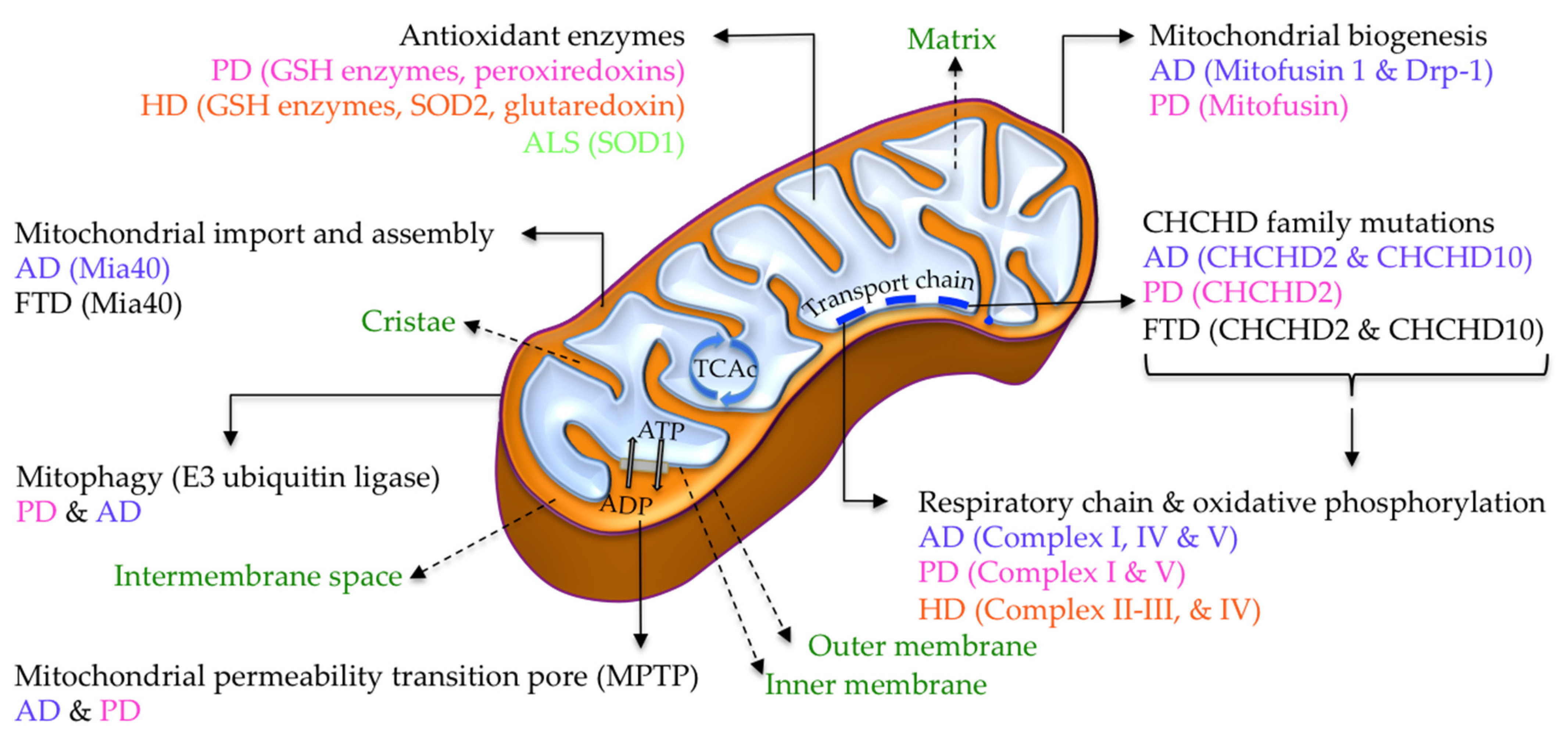 Antioxidants 11 00416 g002