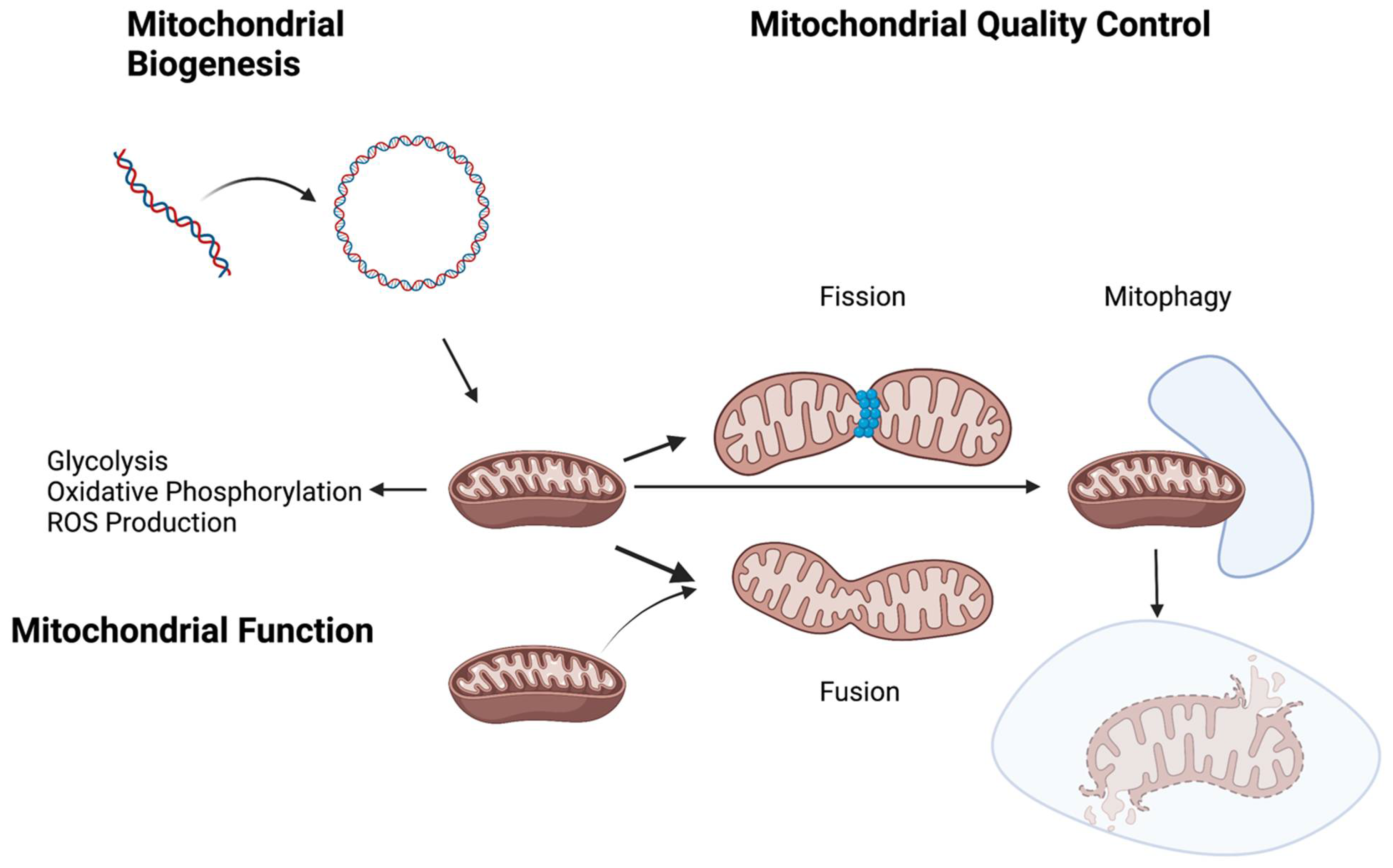 Antioxidants 11 00428 g001