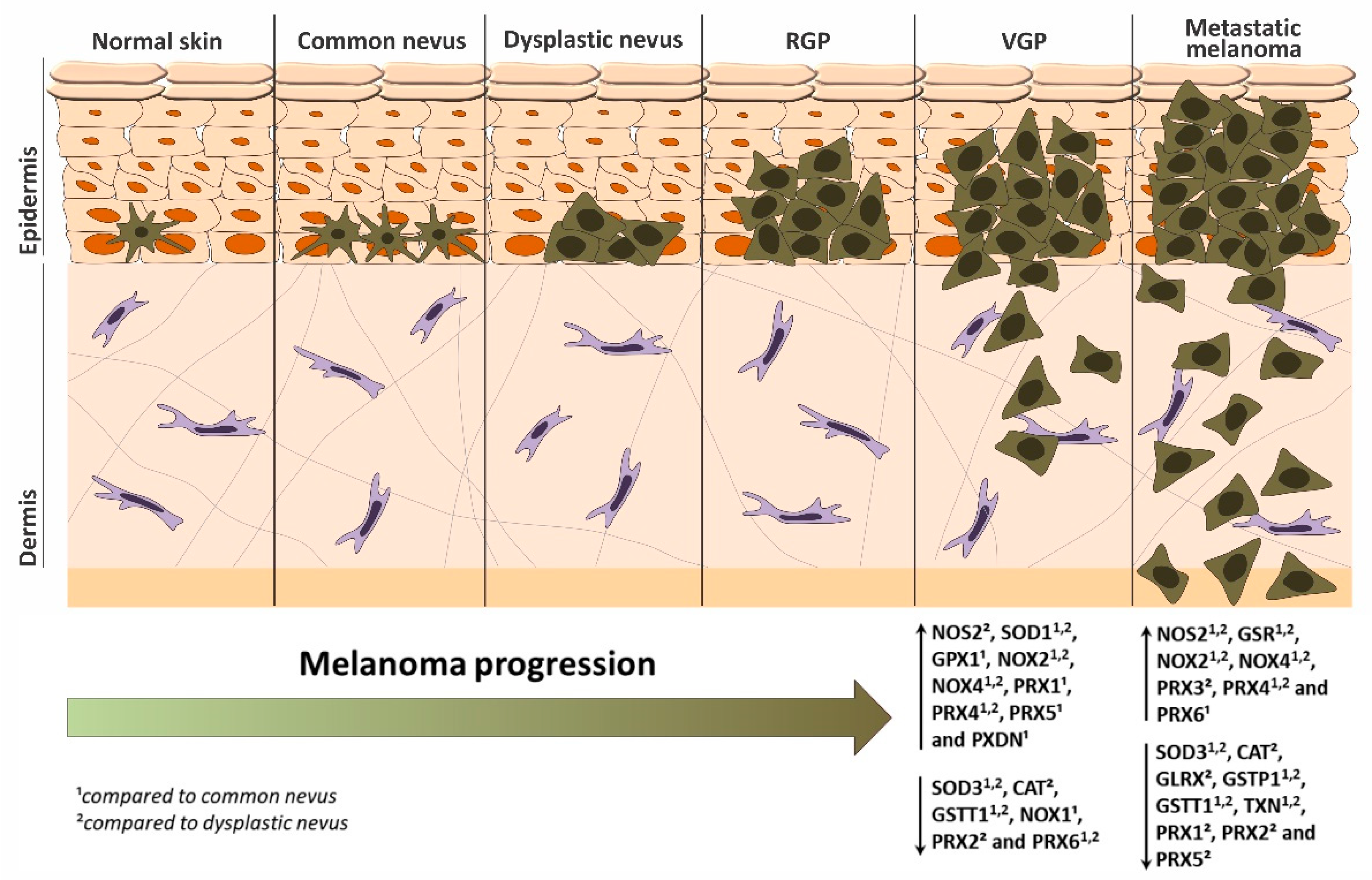 Antioxidants 11 00438 g010