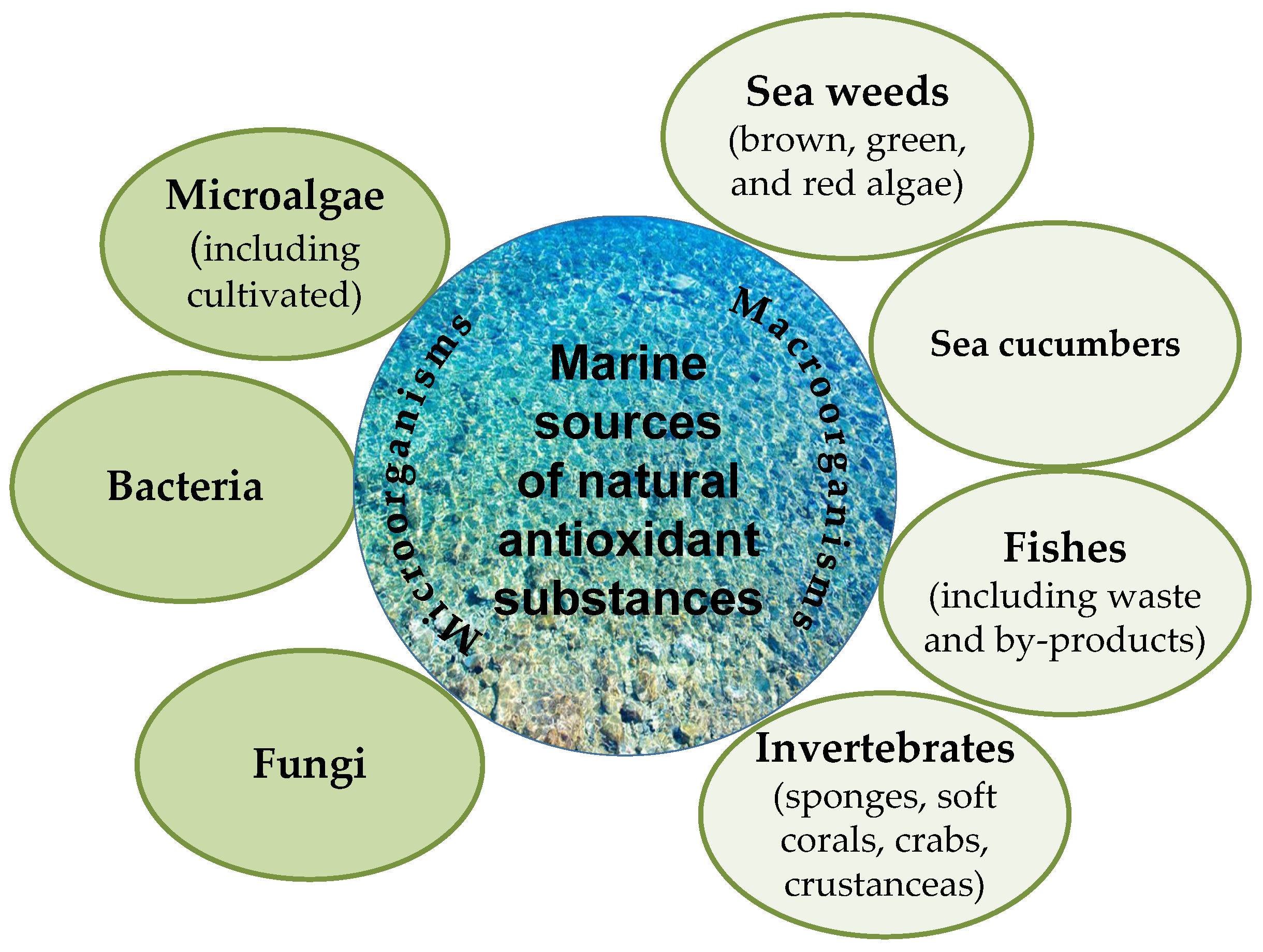 Antioxidants 11 00439 g002