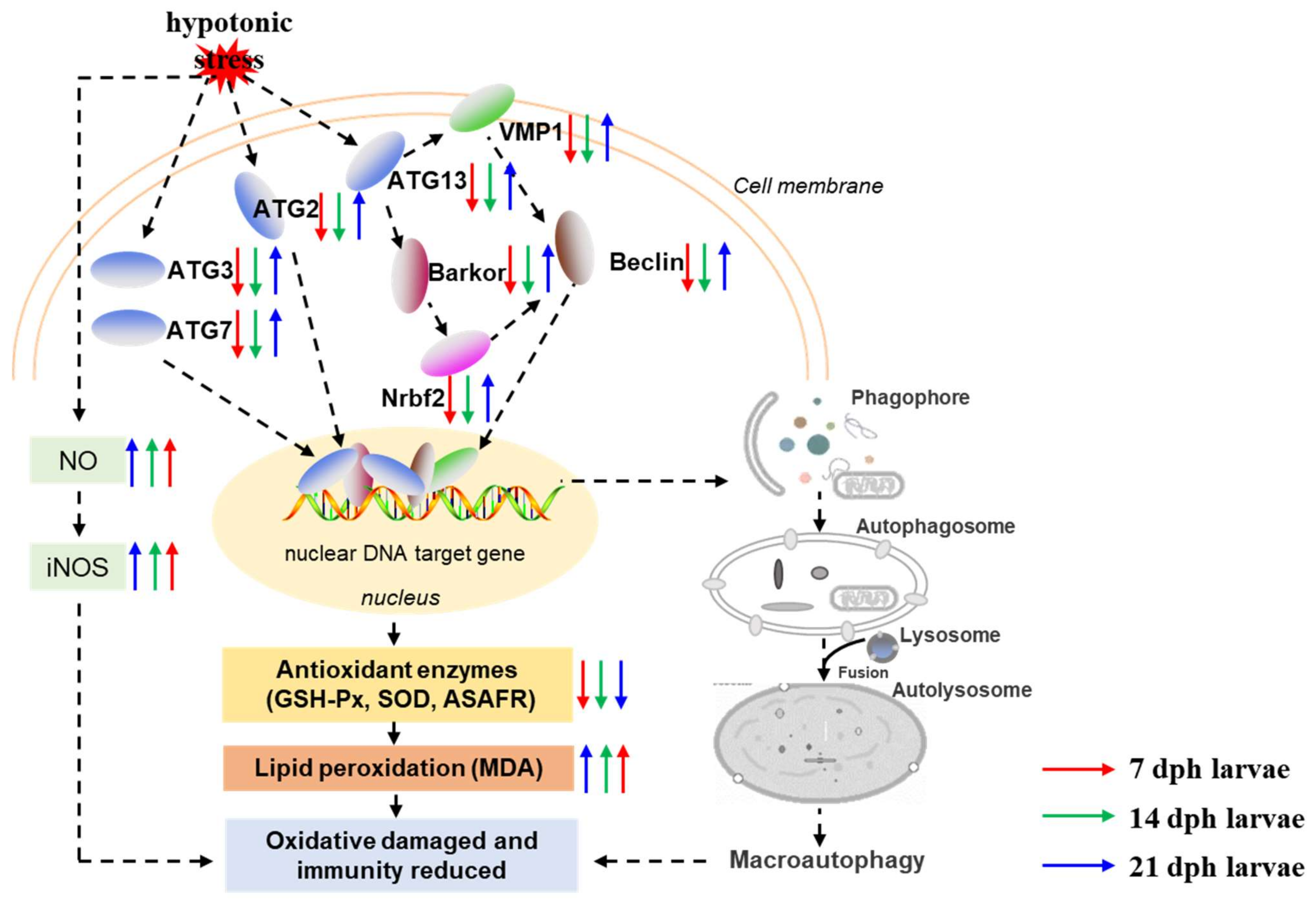 Antioxidants 11 00440 g007