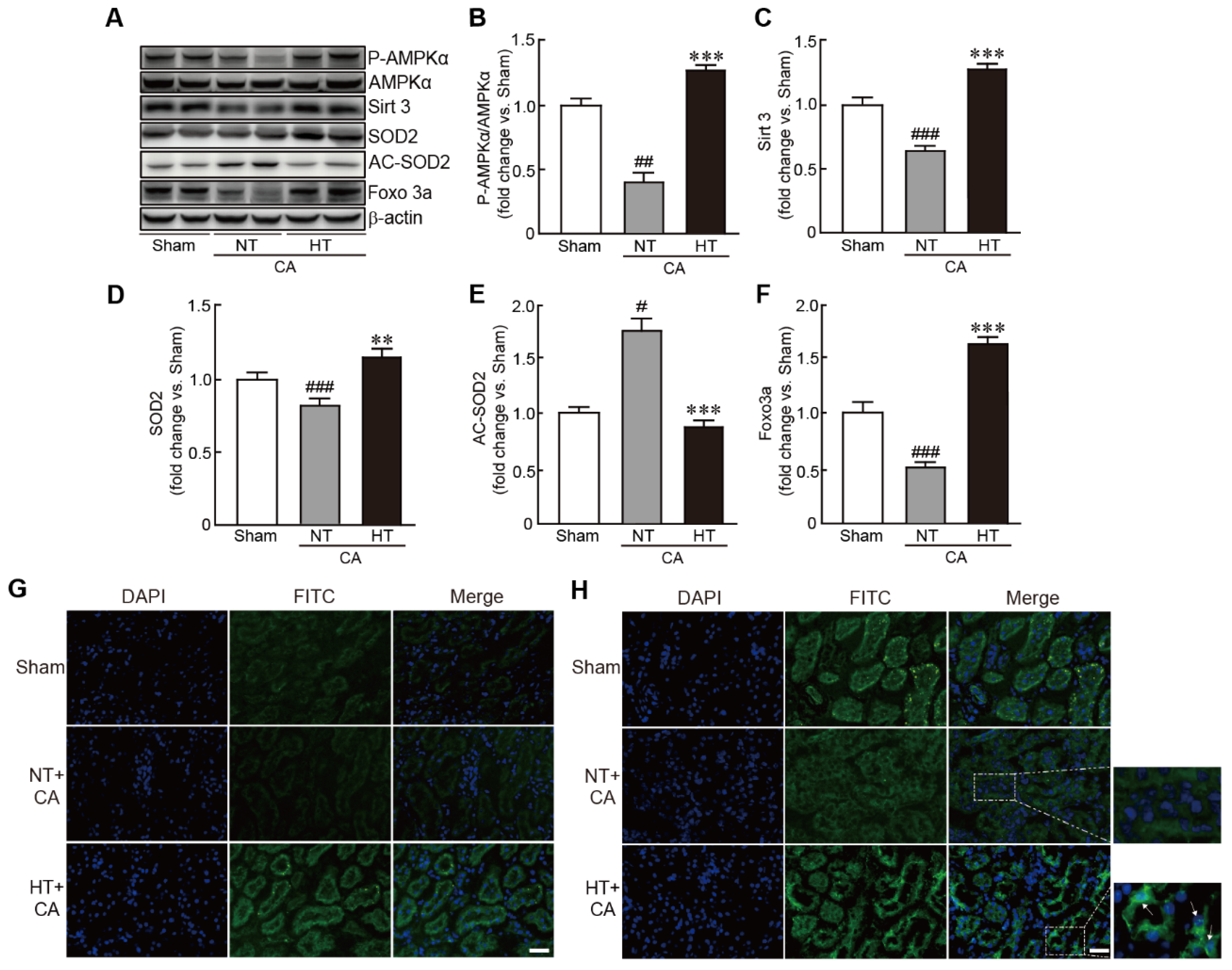 Antioxidants 11 00443 g008