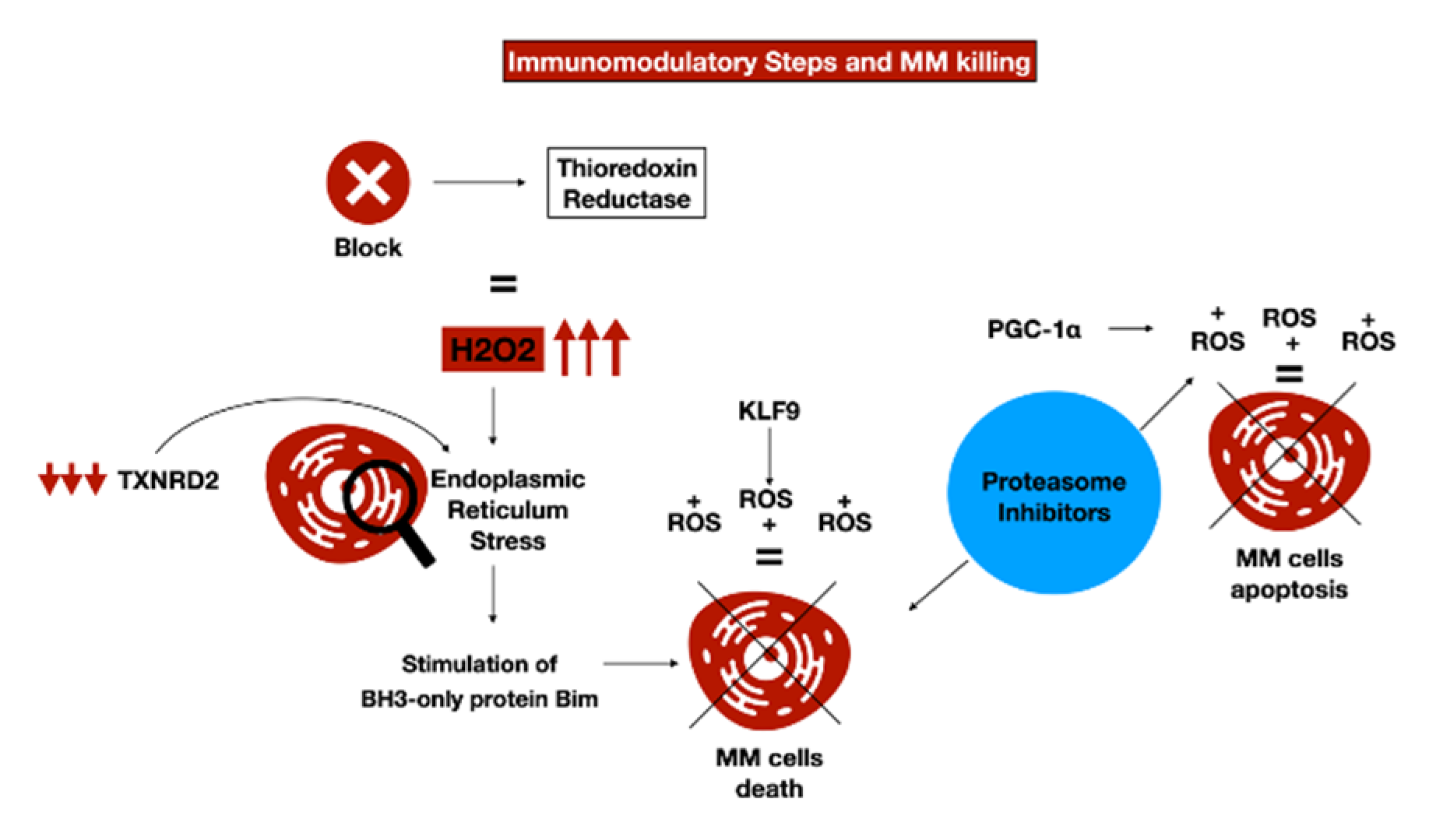 Antioxidants 11 00455 g002 Antioxidants 11 00455 g002