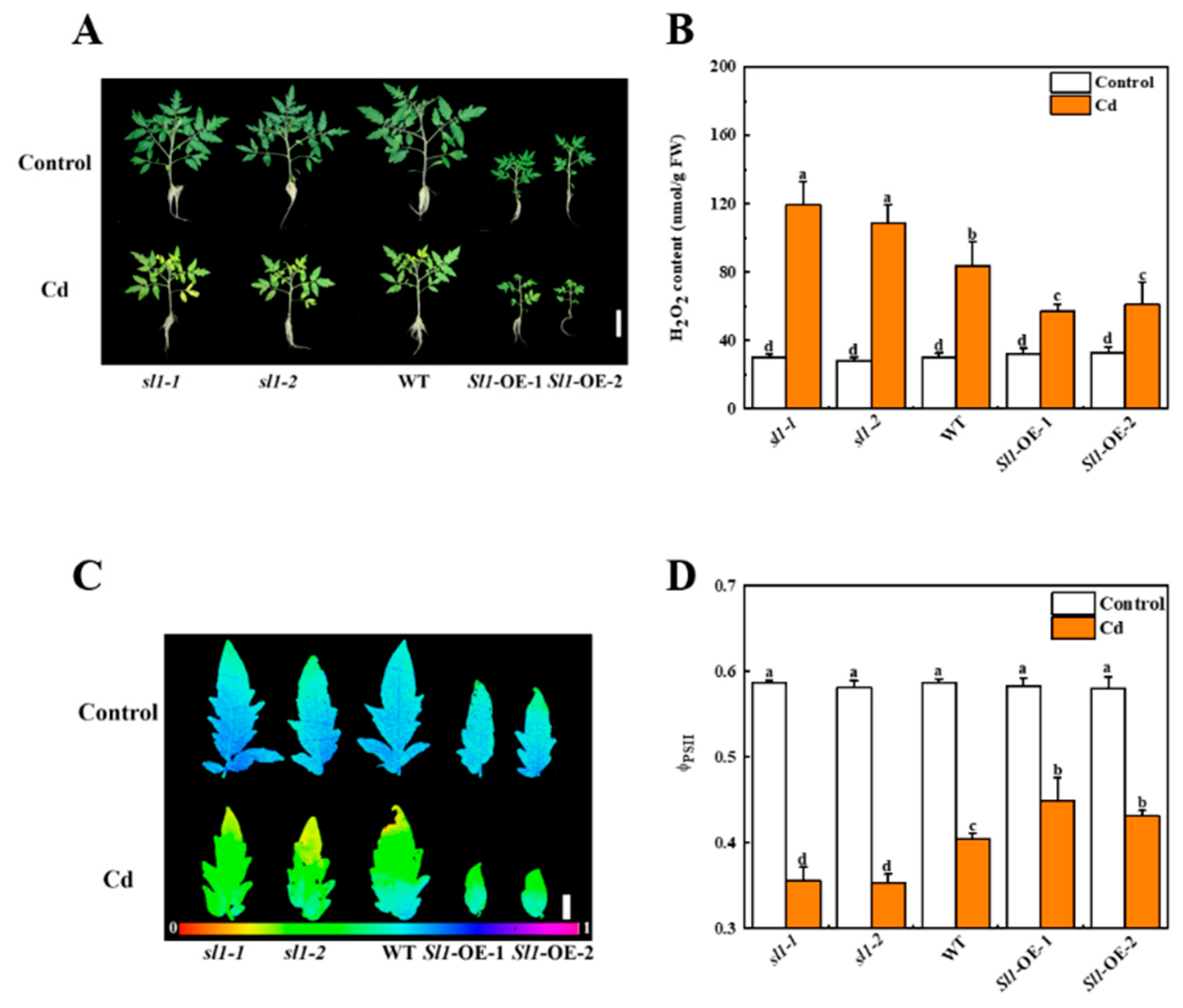 Antioxidants 11 00456 g003