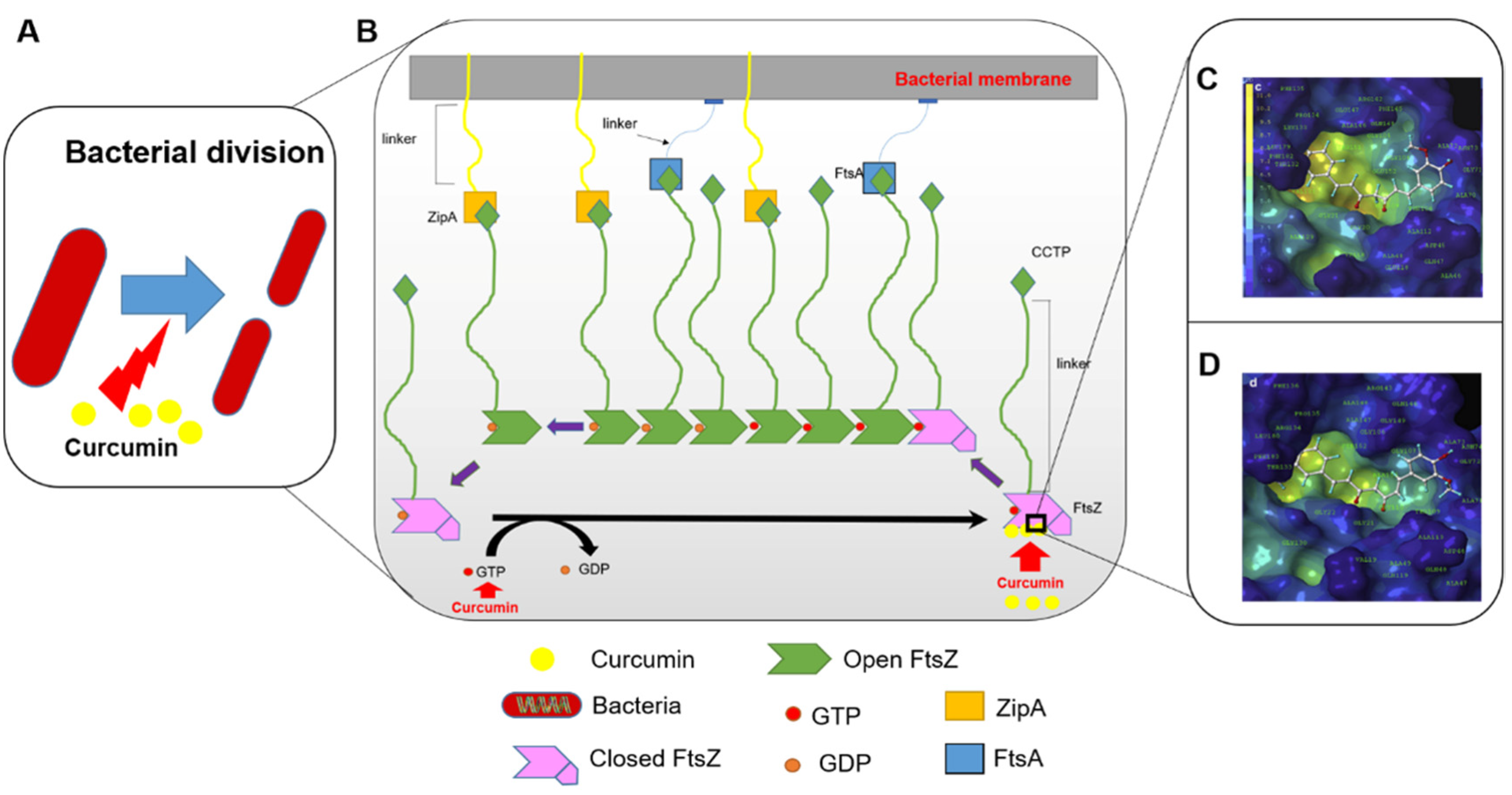 Antioxidants 11 00459 g004