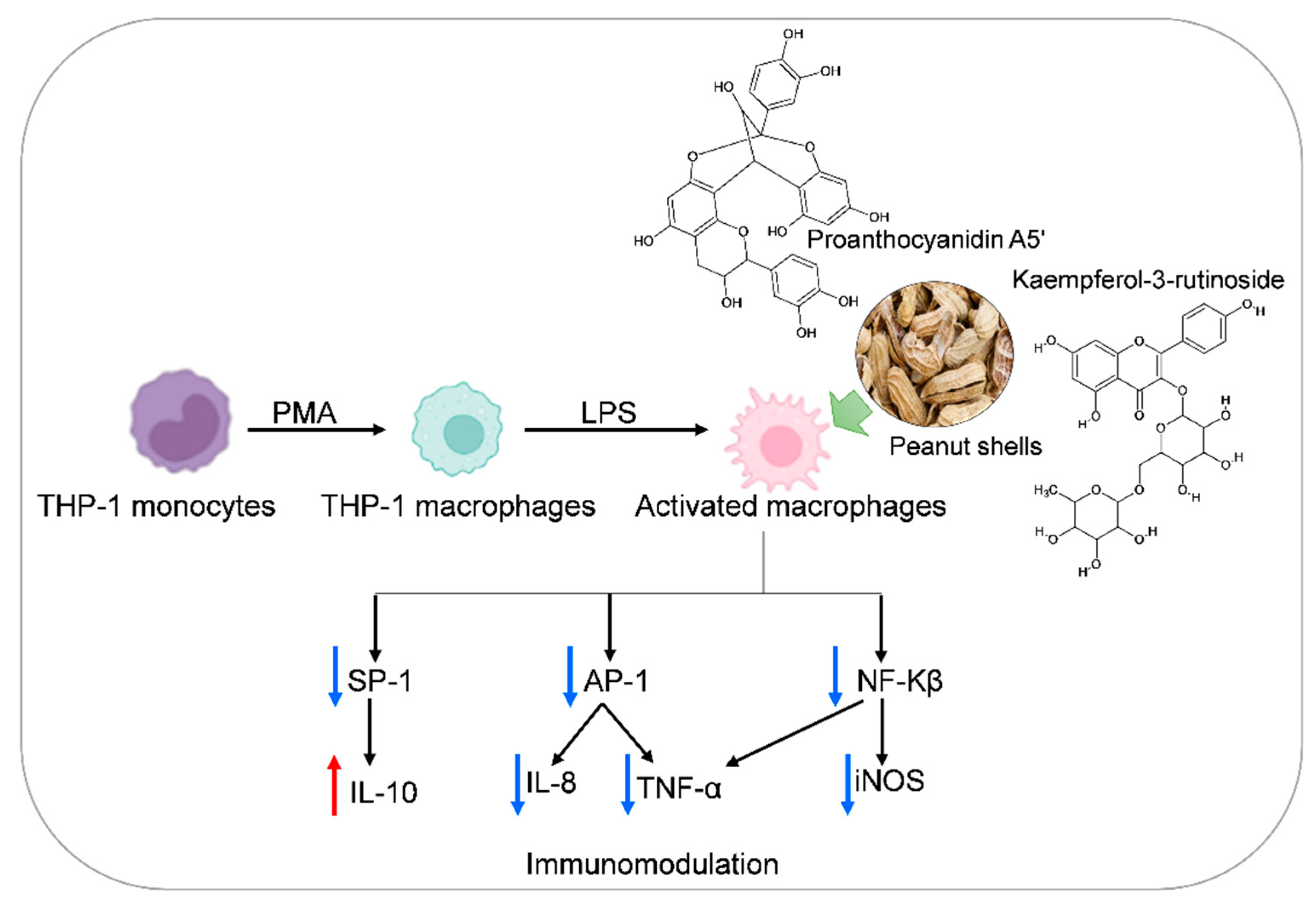 Antioxidants 11 00462 g008