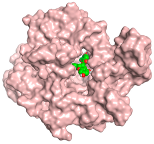 Antioxidants 11 00462 i004