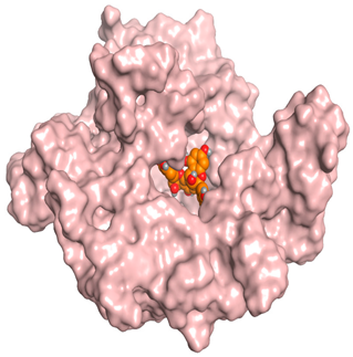 Antioxidants 11 00462 i008