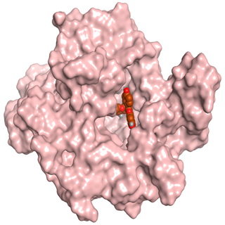 Antioxidants 11 00462 i012