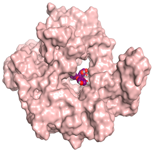 Antioxidants 11 00462 i014